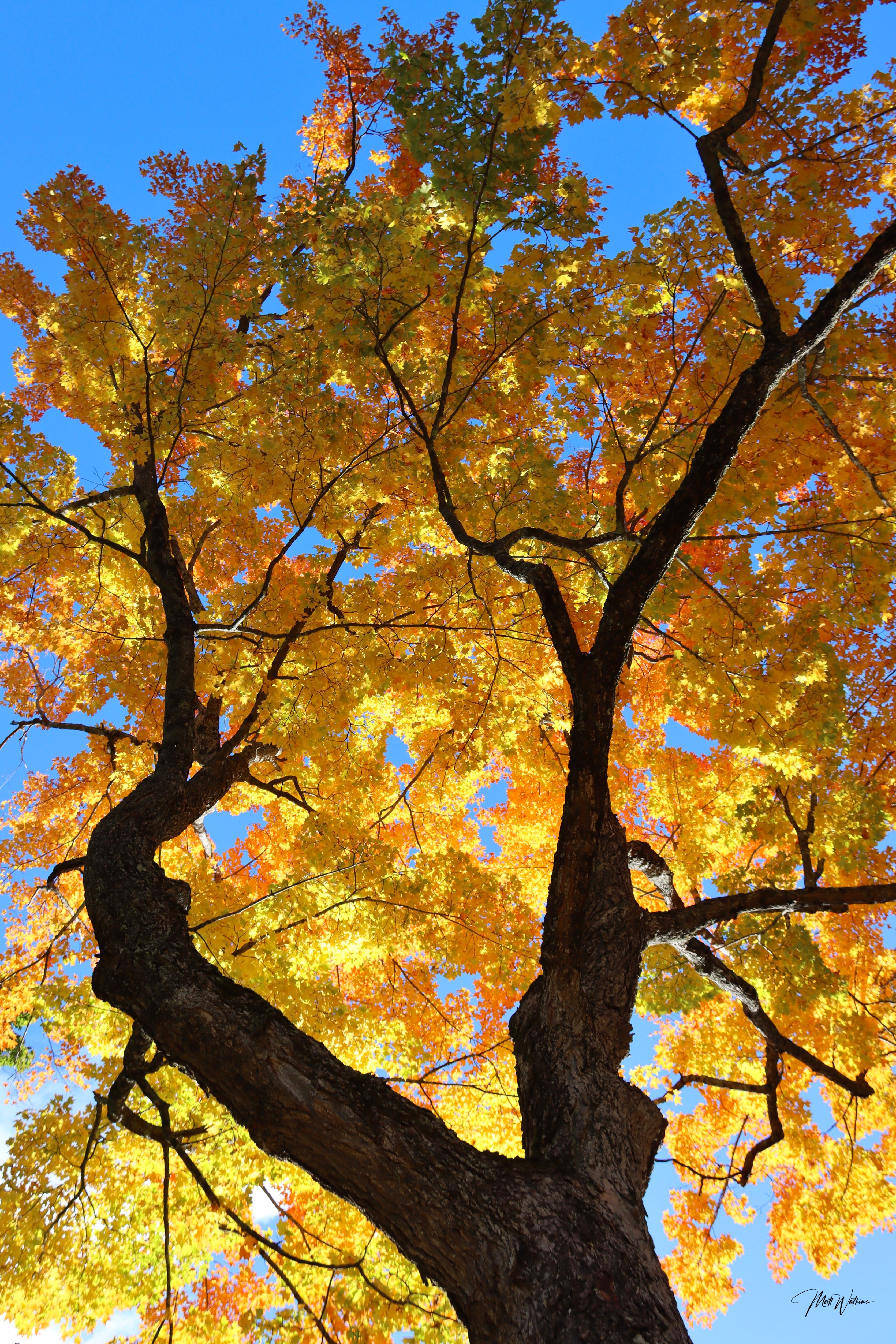 Fall foliage in Maine, October 10, 2024