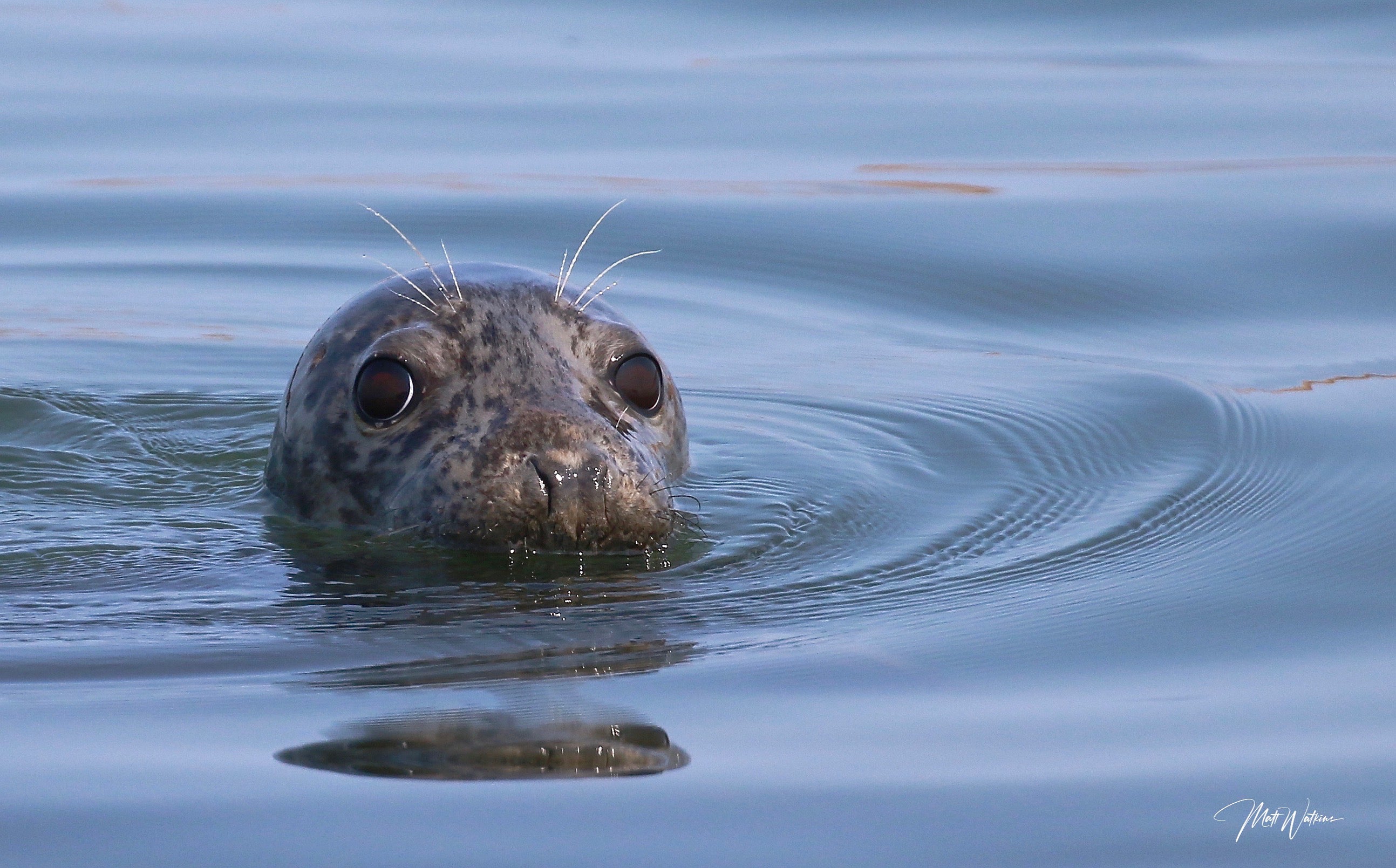 Seal photo,  Eastport, Maine