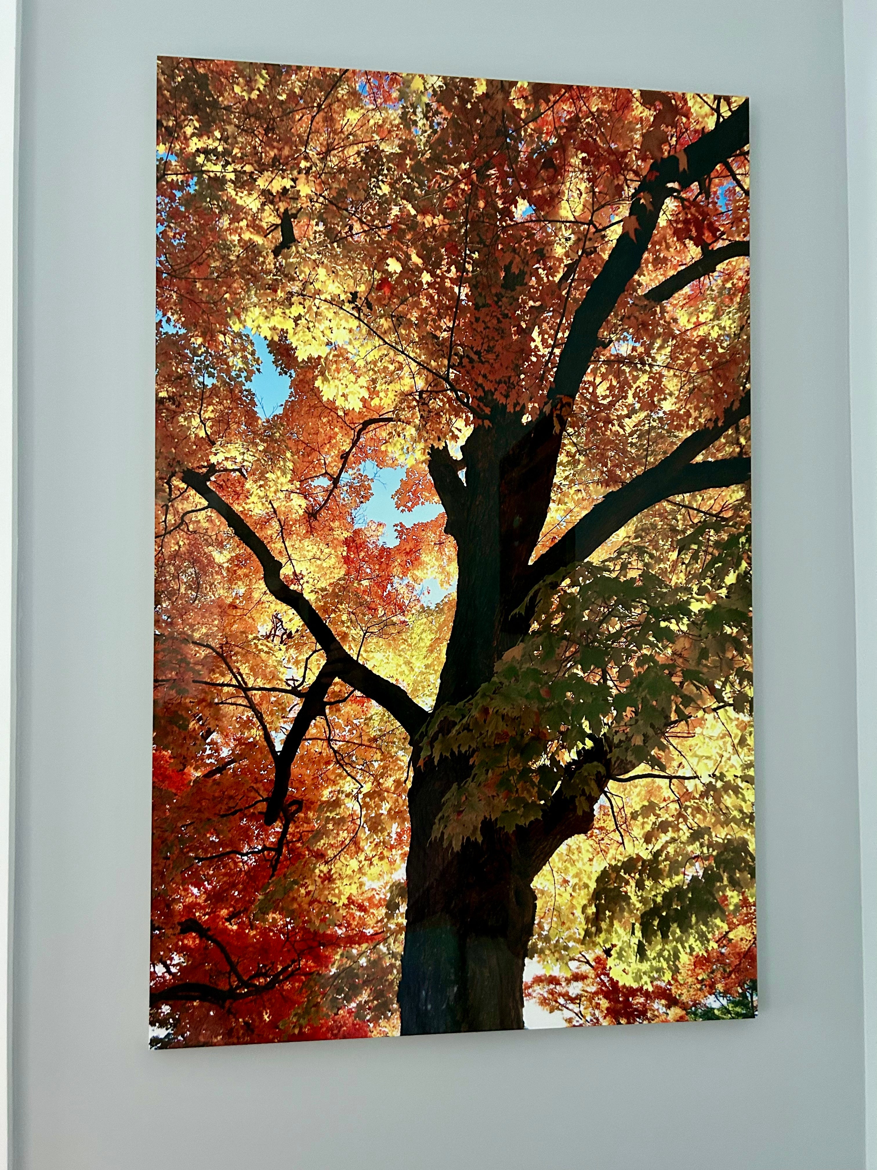 Fall foliage photo taken in Maine on high grade metal