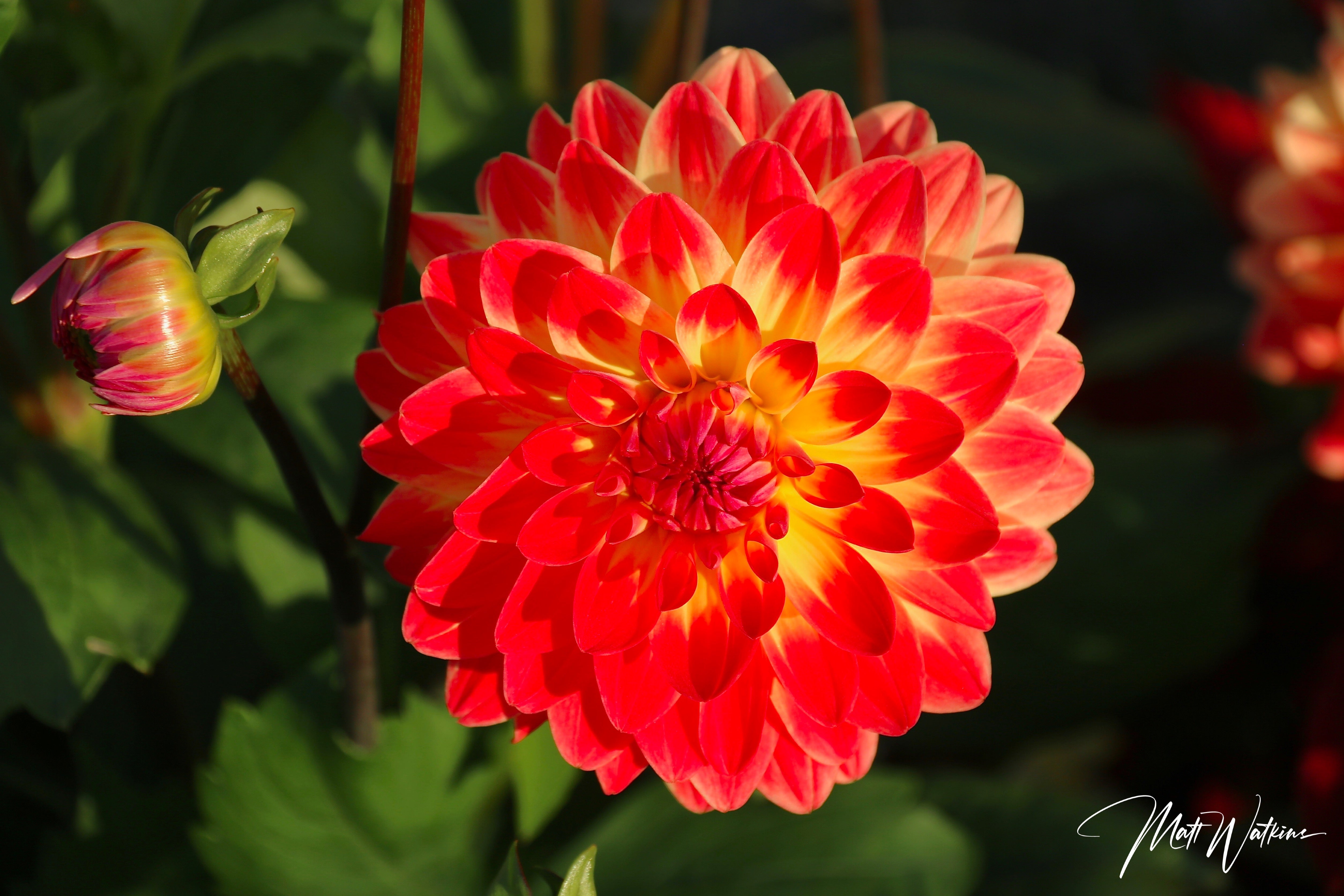 Dahlia Flower