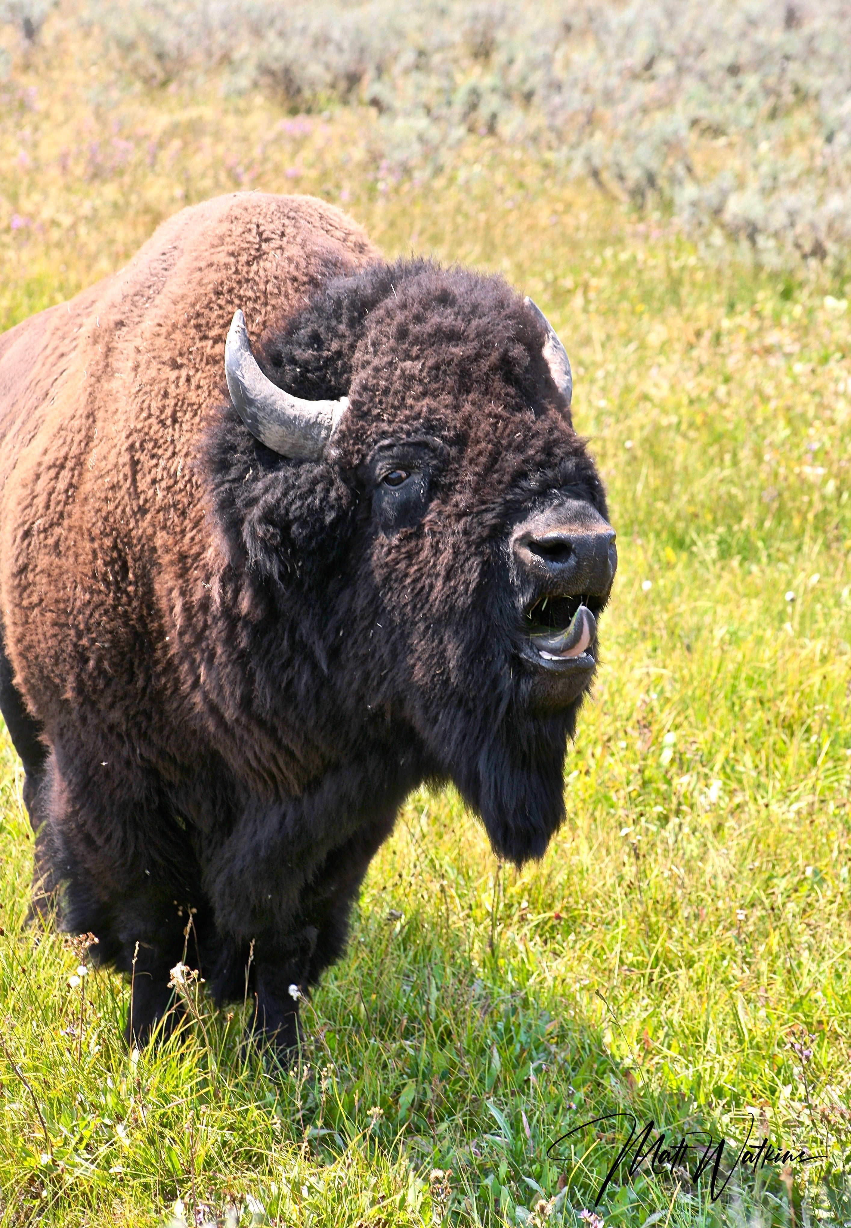 Yellowstone National Park photo of Buffalo