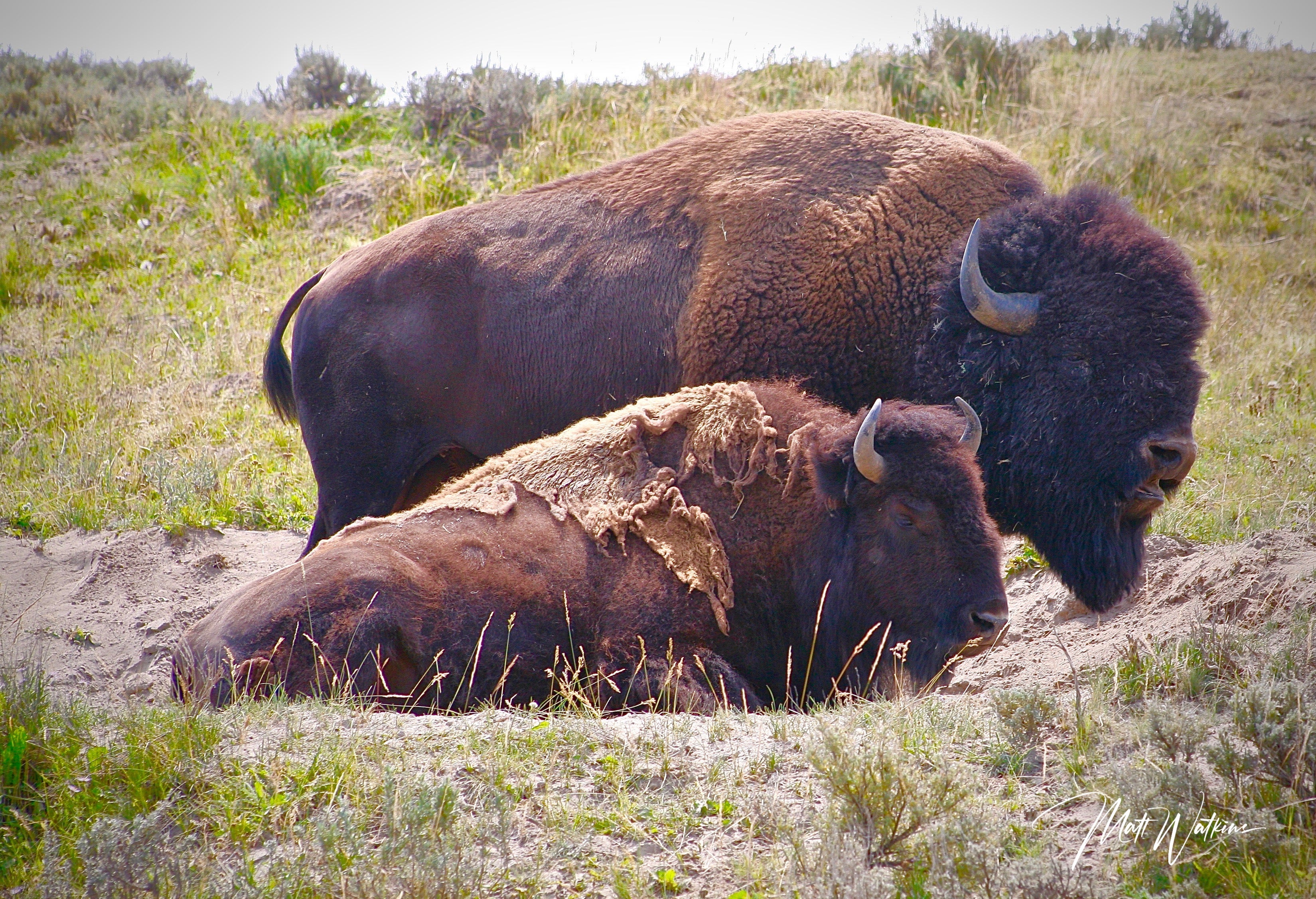 Yellowstone National Park photo of Buffalo