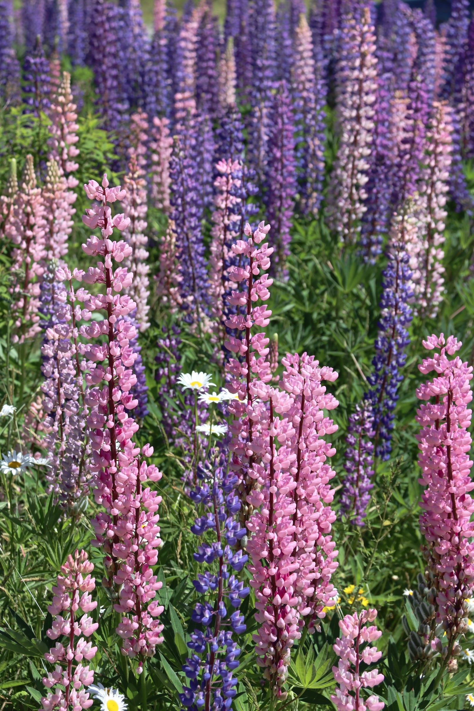 Lupine flowers