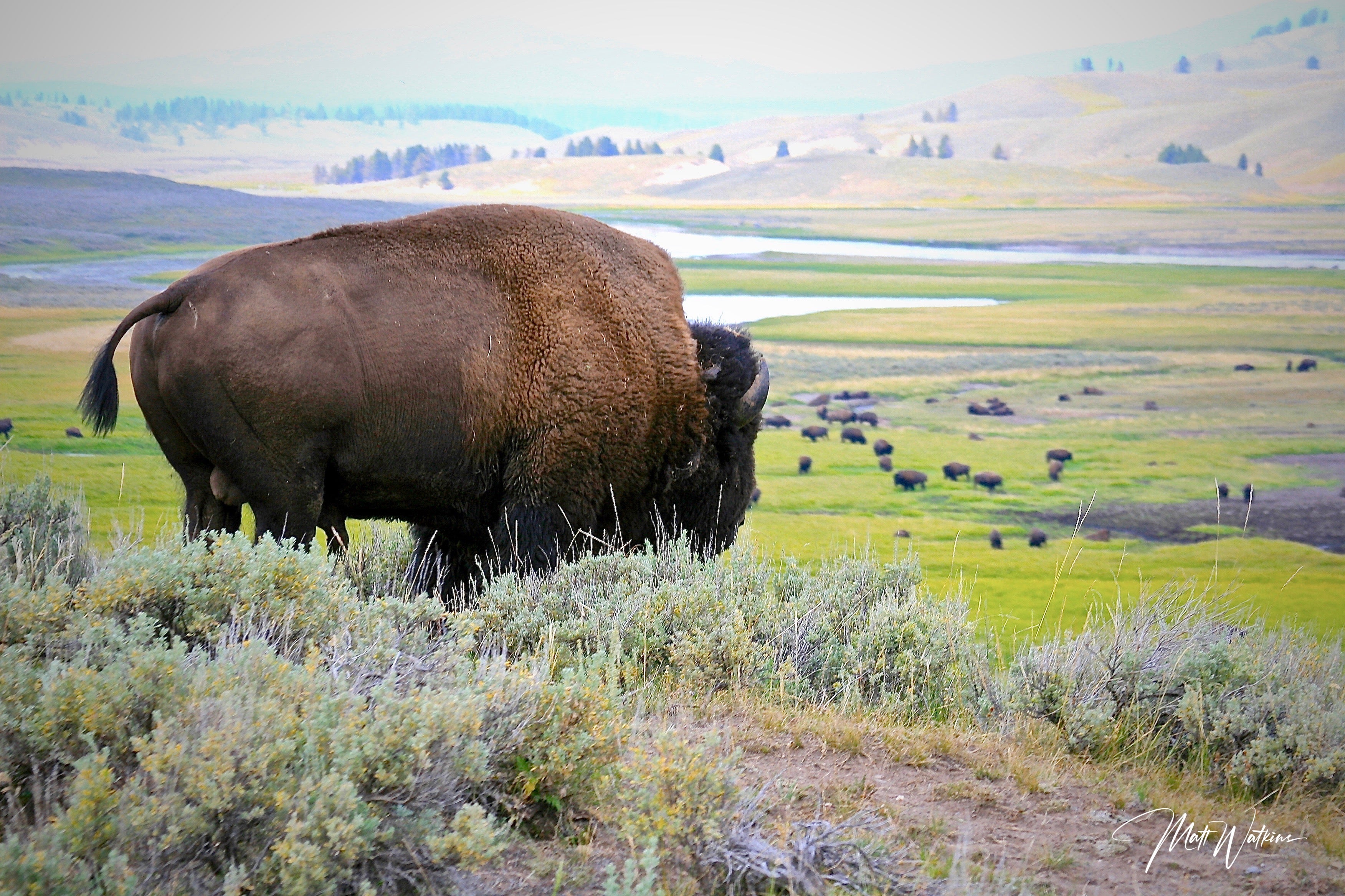 Yellowstone National Park photo of Buffalo