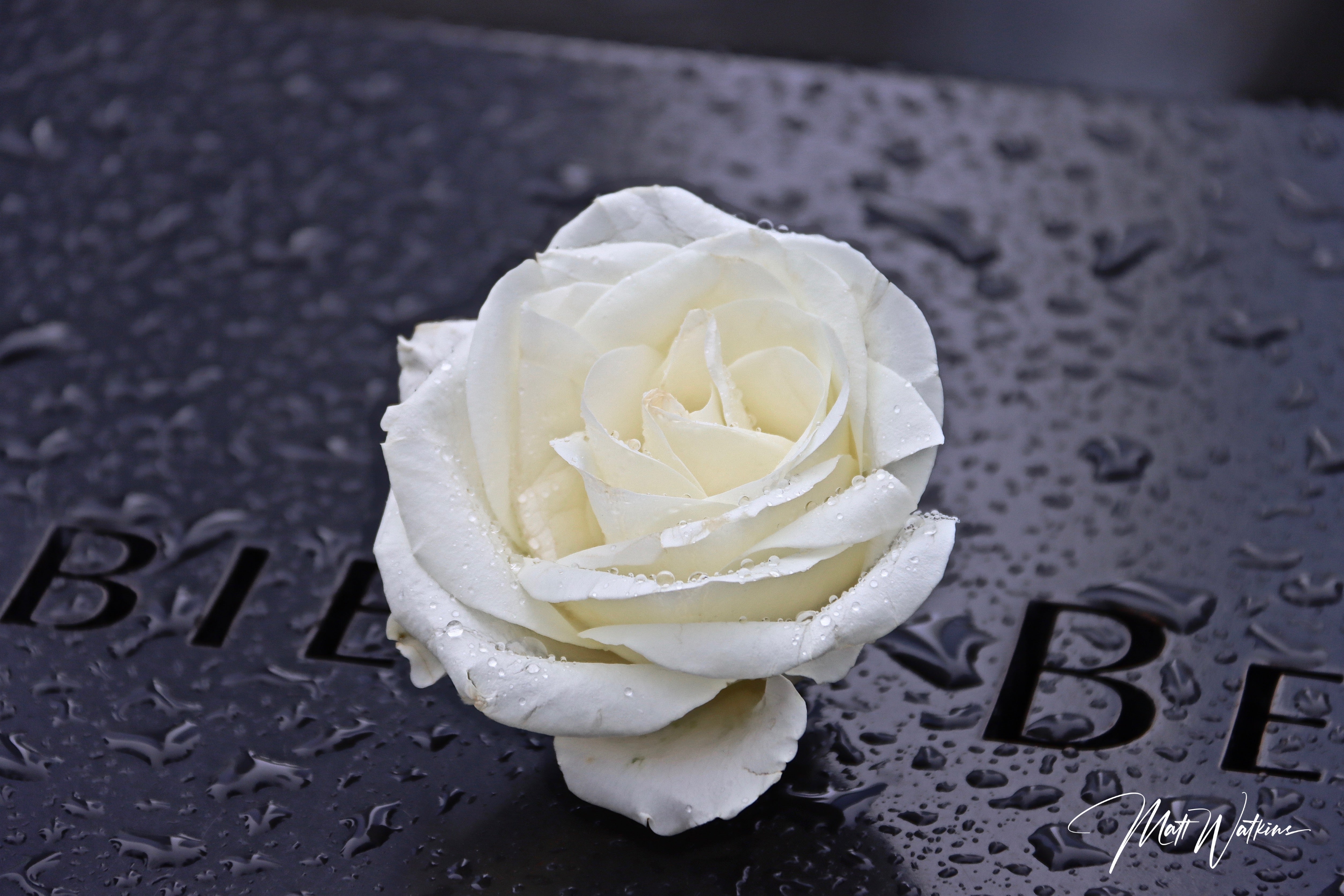 Beautiful rose taken at Ground Zero, New York City