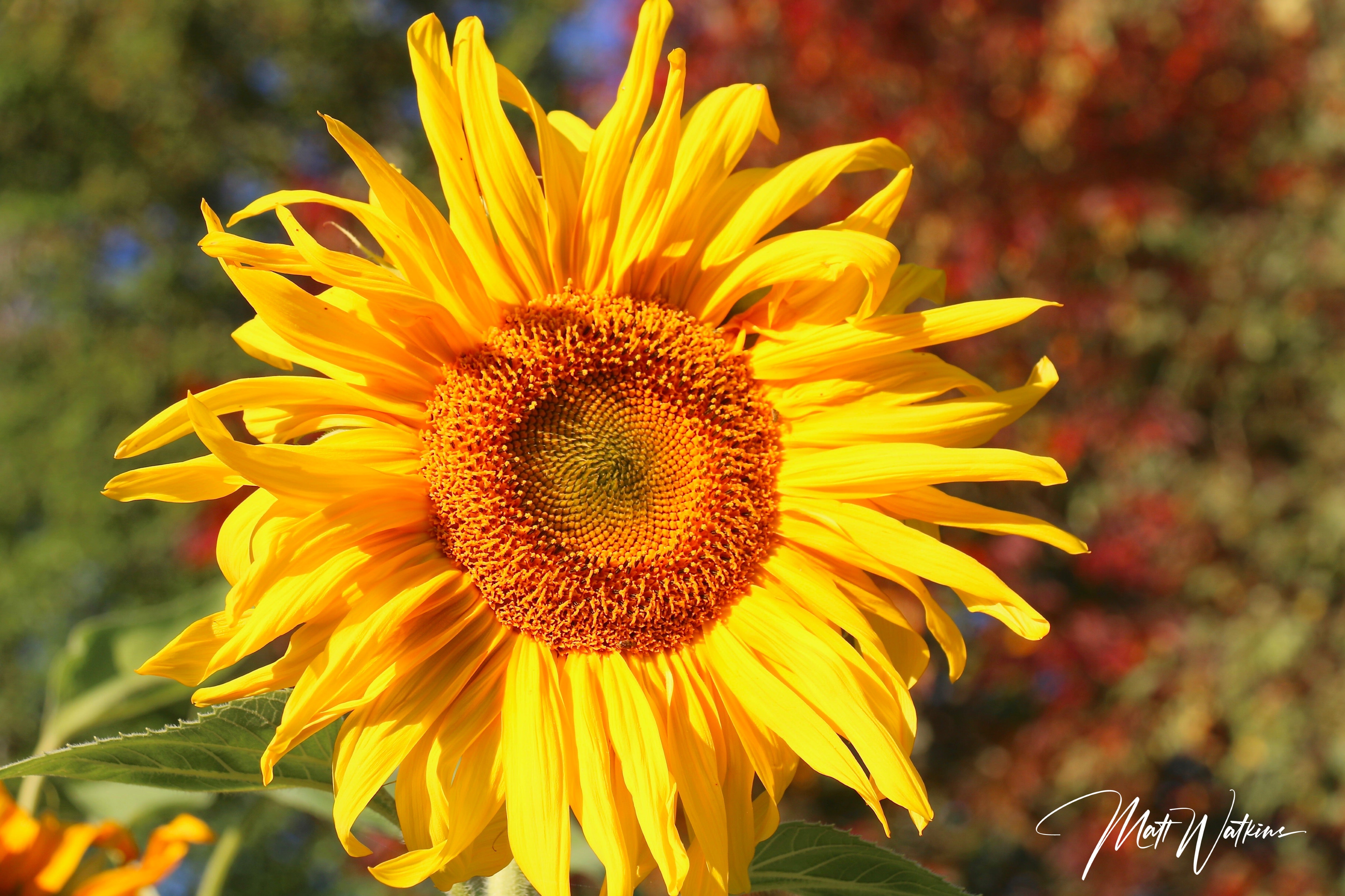 Sunflower