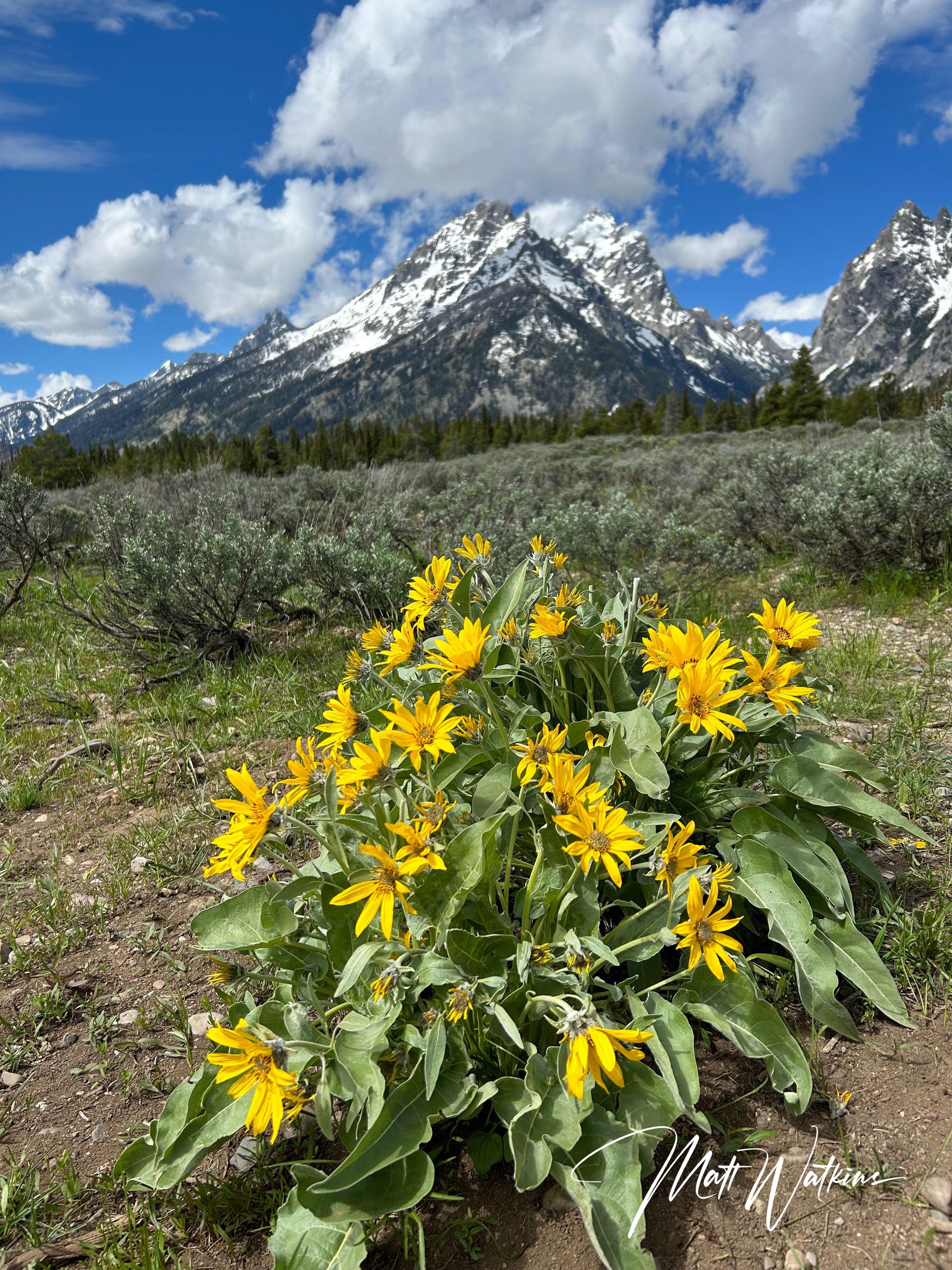 Yellow daisies in front of the Grand Tetons