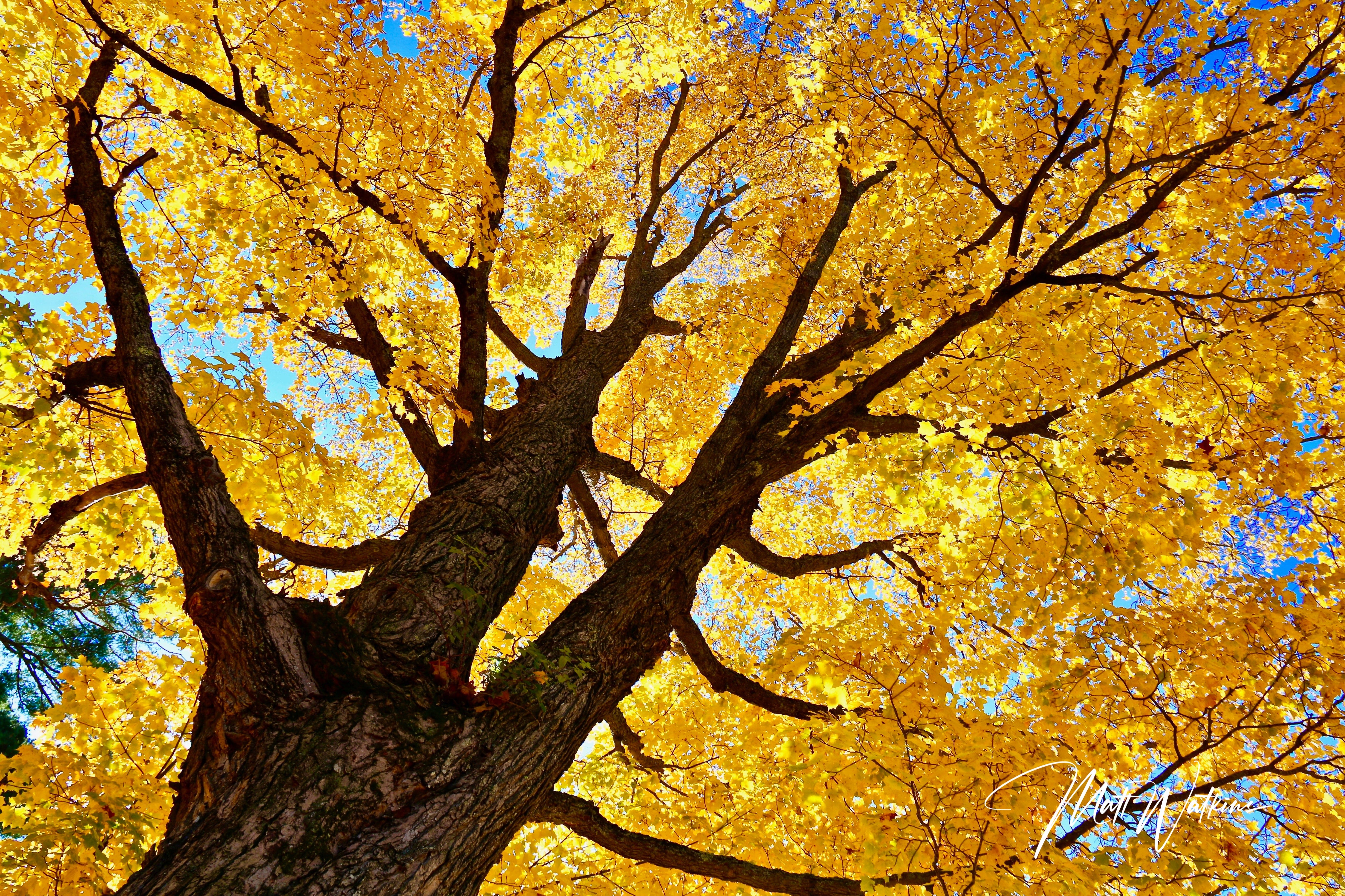 Fall foliage in Maine