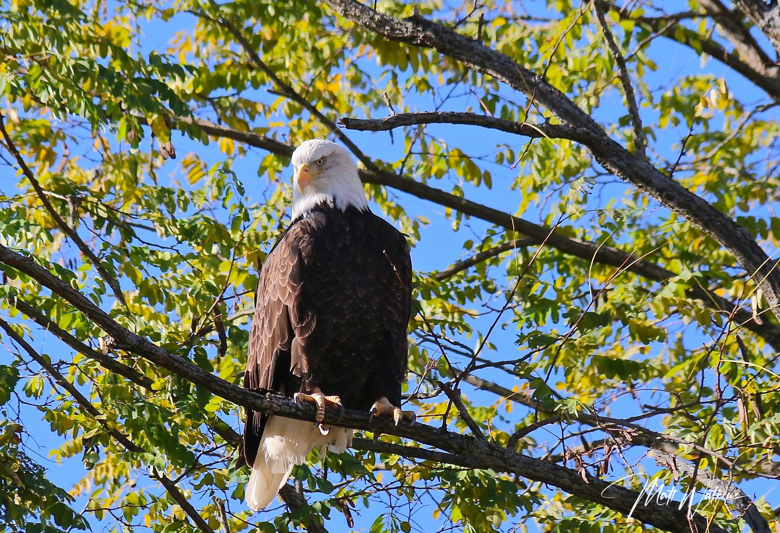 Eagle from Bangor, Maine