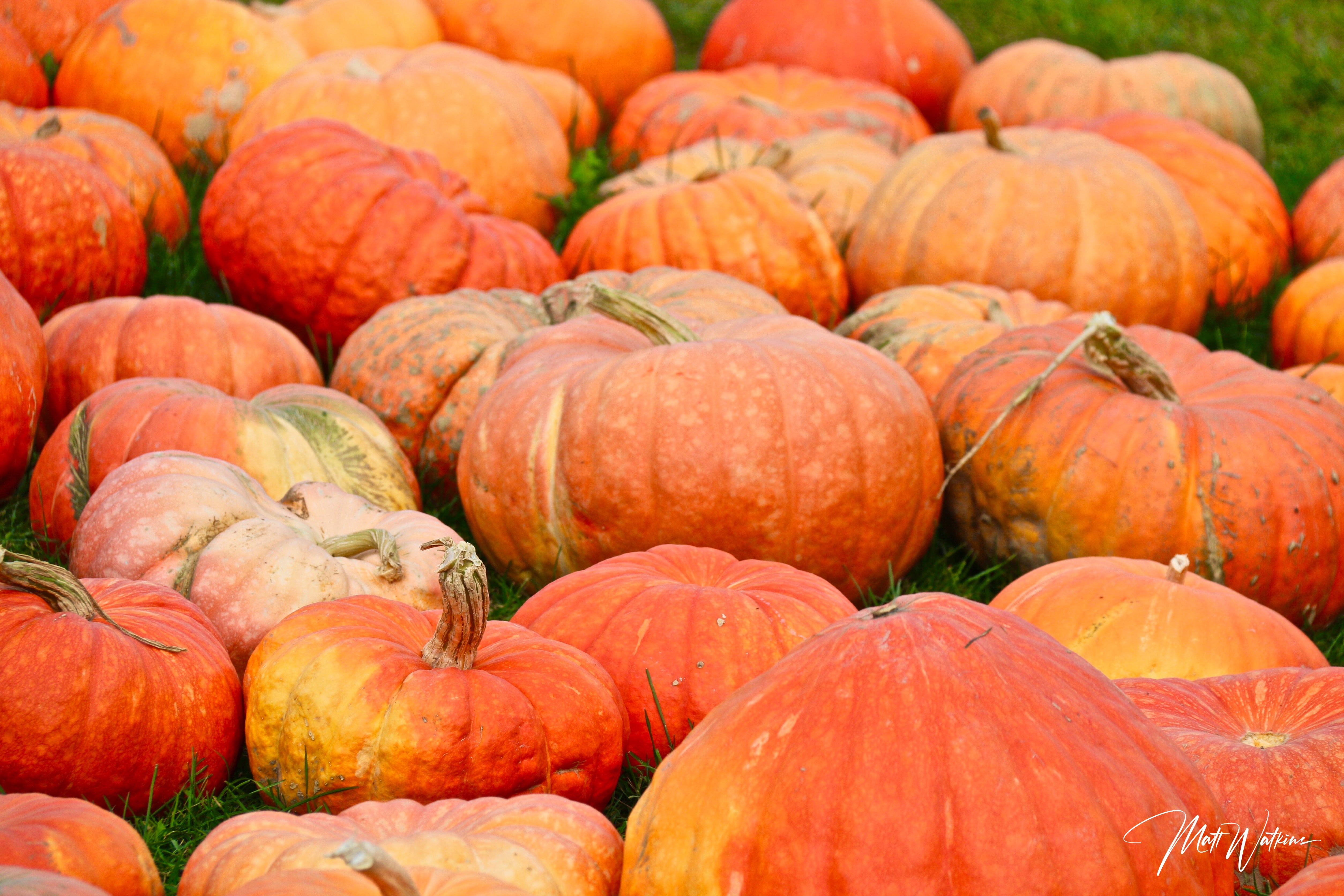 Fall pumpkins