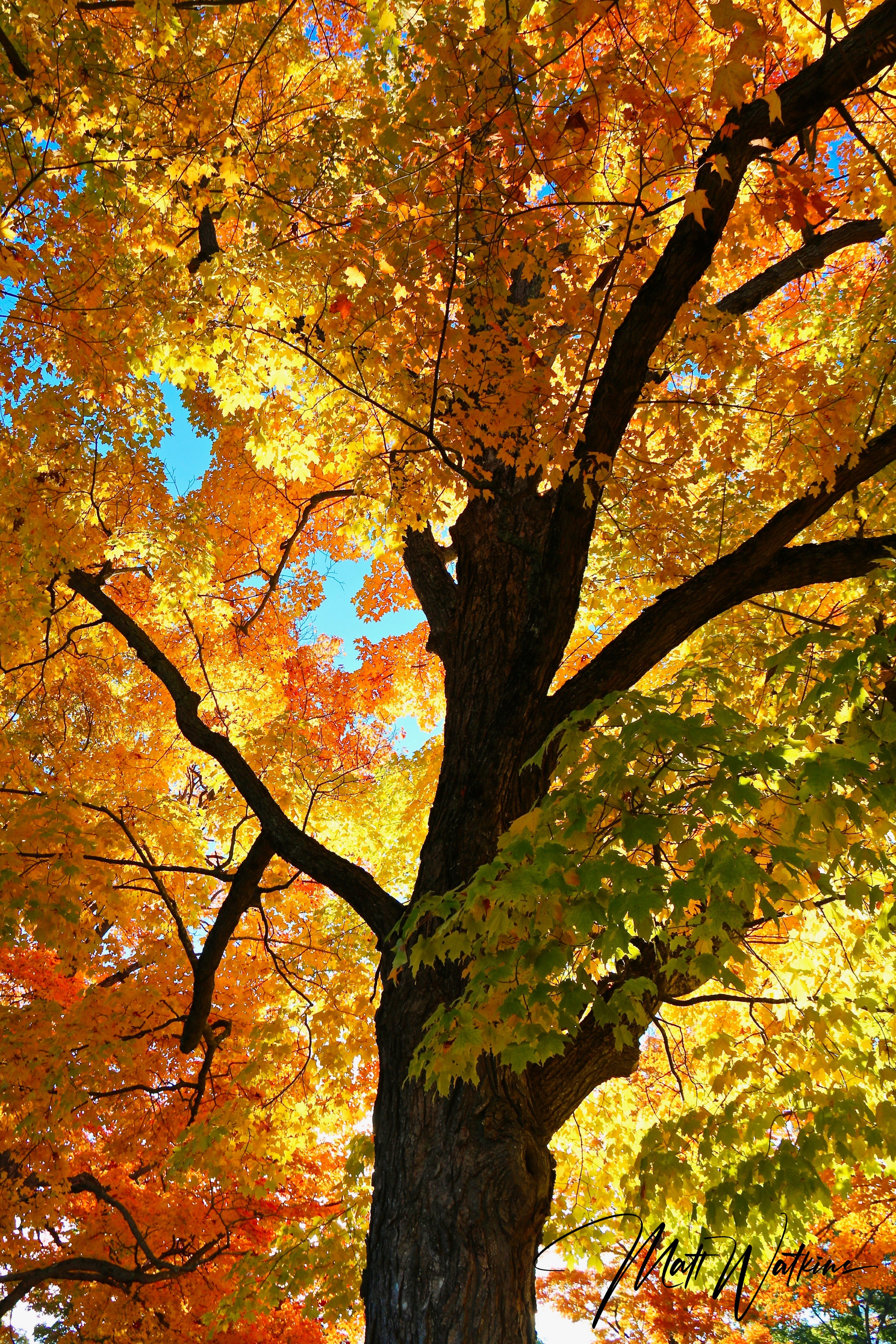 Fall foliage photo taken in Maine on high grade metal