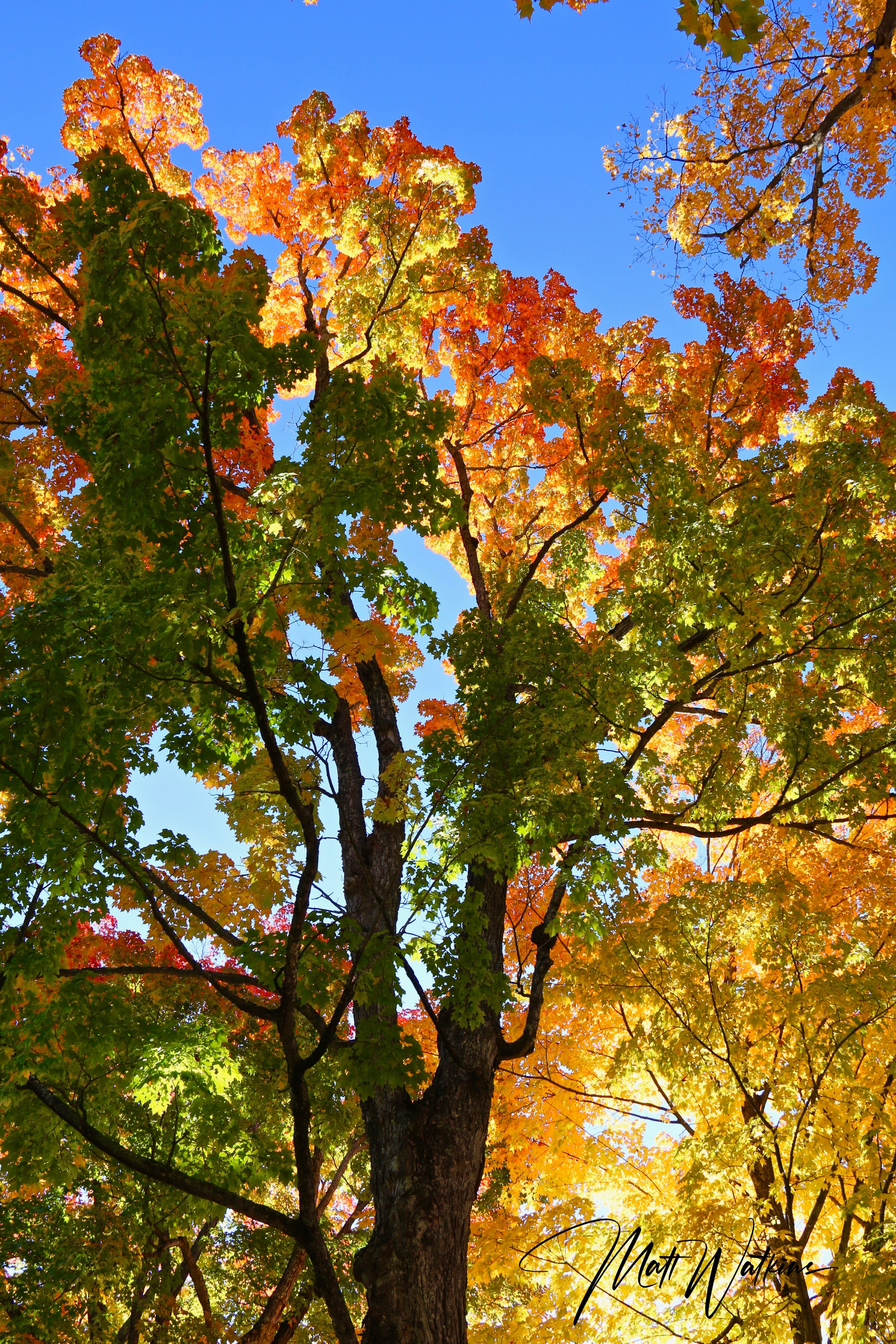 Fall colors taken in Bethel, Maine