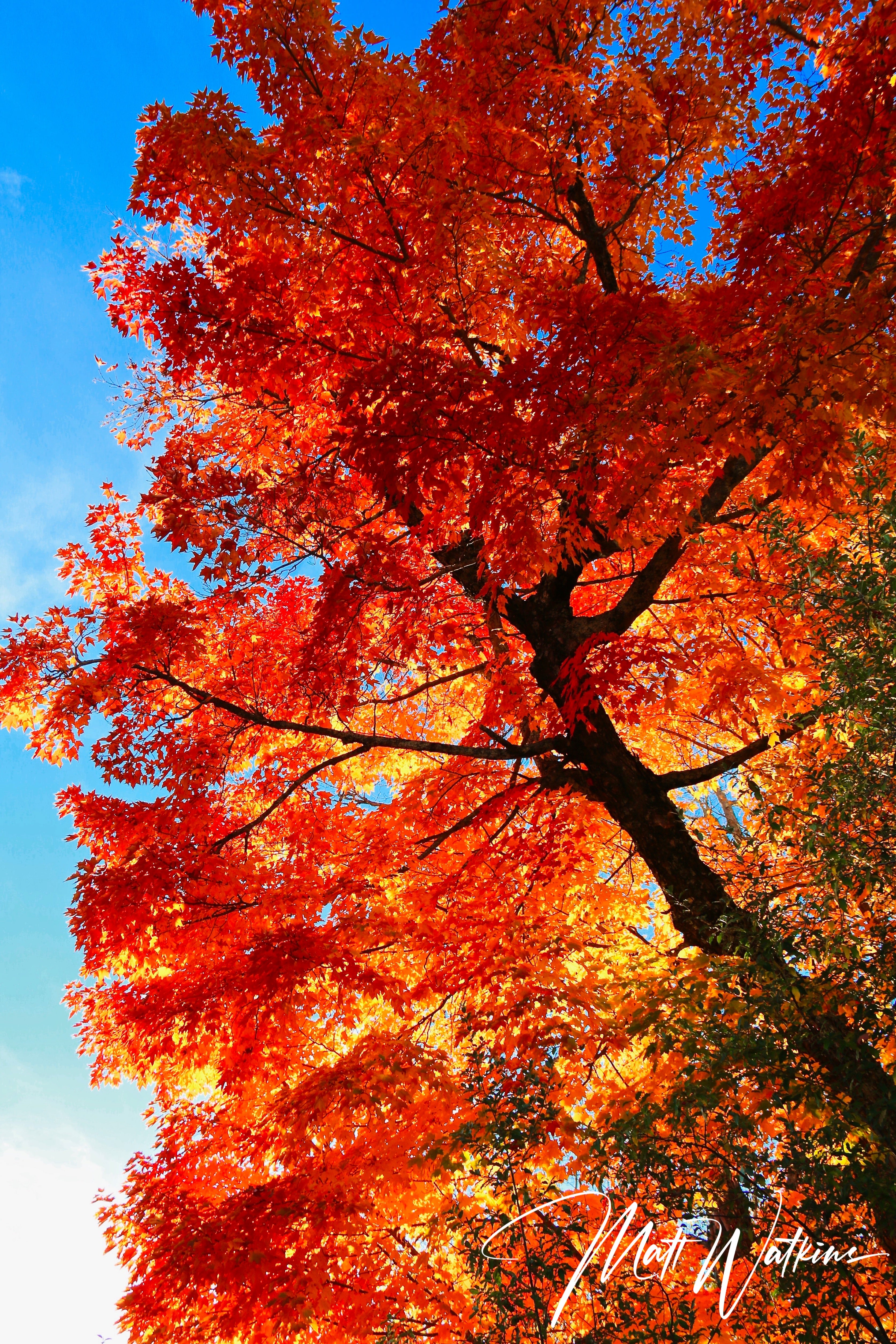 Fall colors taken in Milbridge, Maine