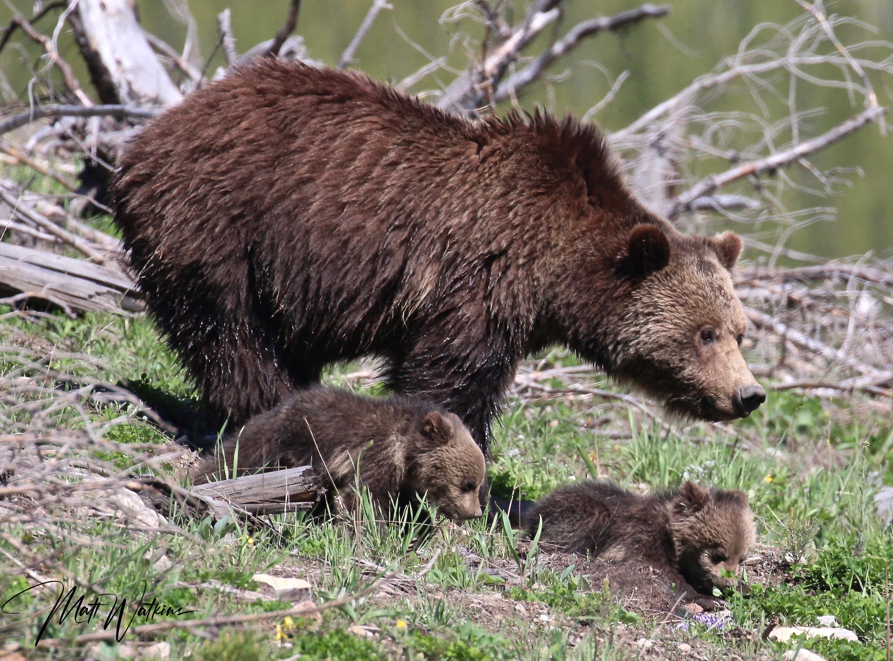 Yellowstone National Park grizzly bear and her cubs