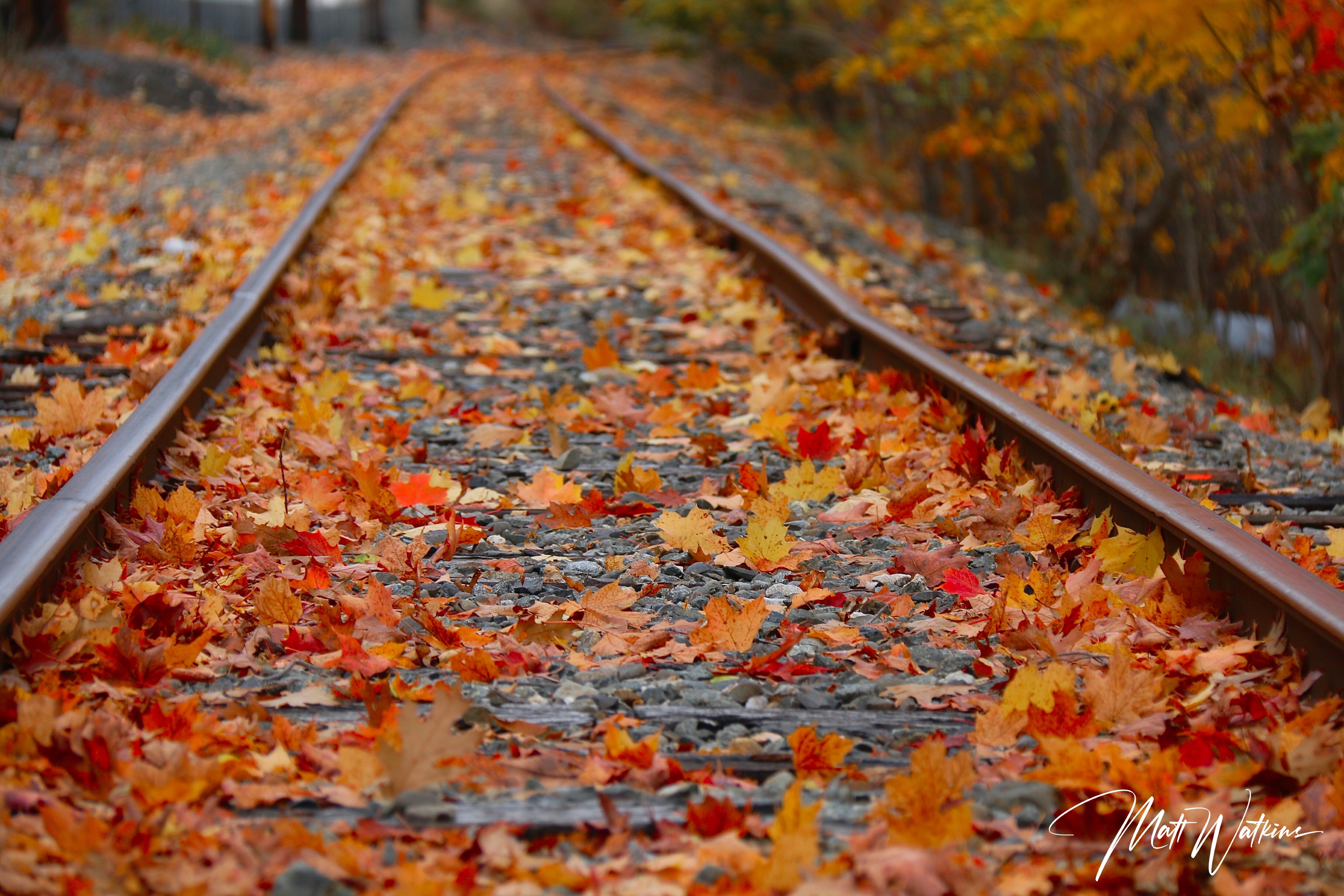 Fall leaves on train track in Maine