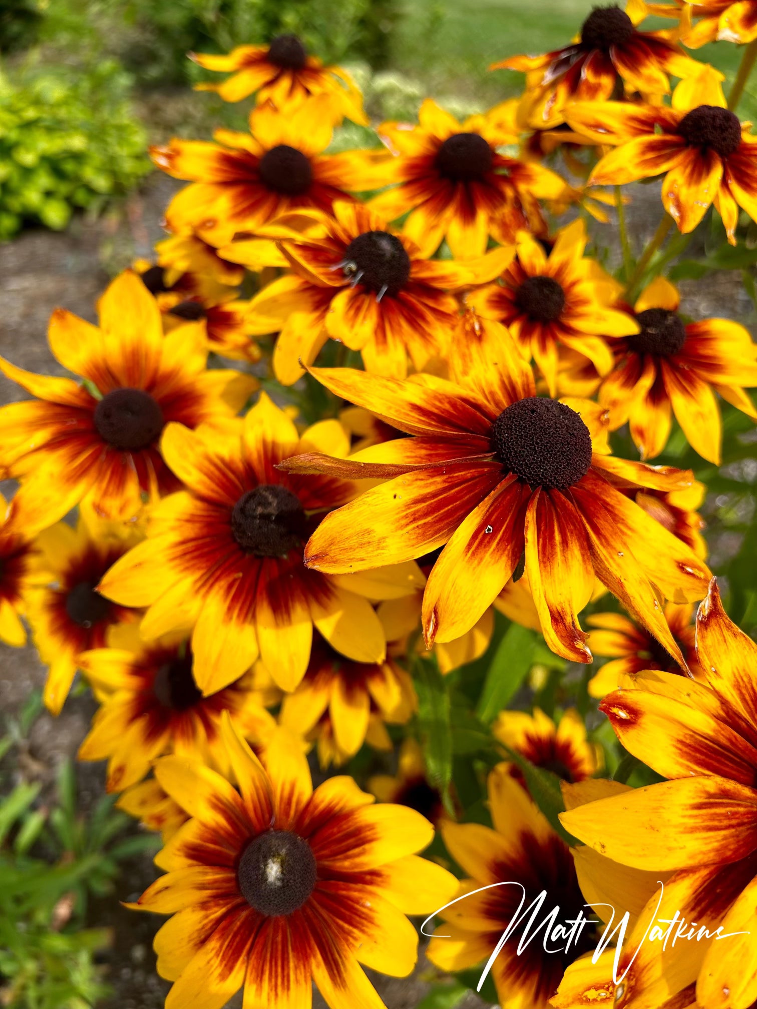 Beautiful brown eyed susans