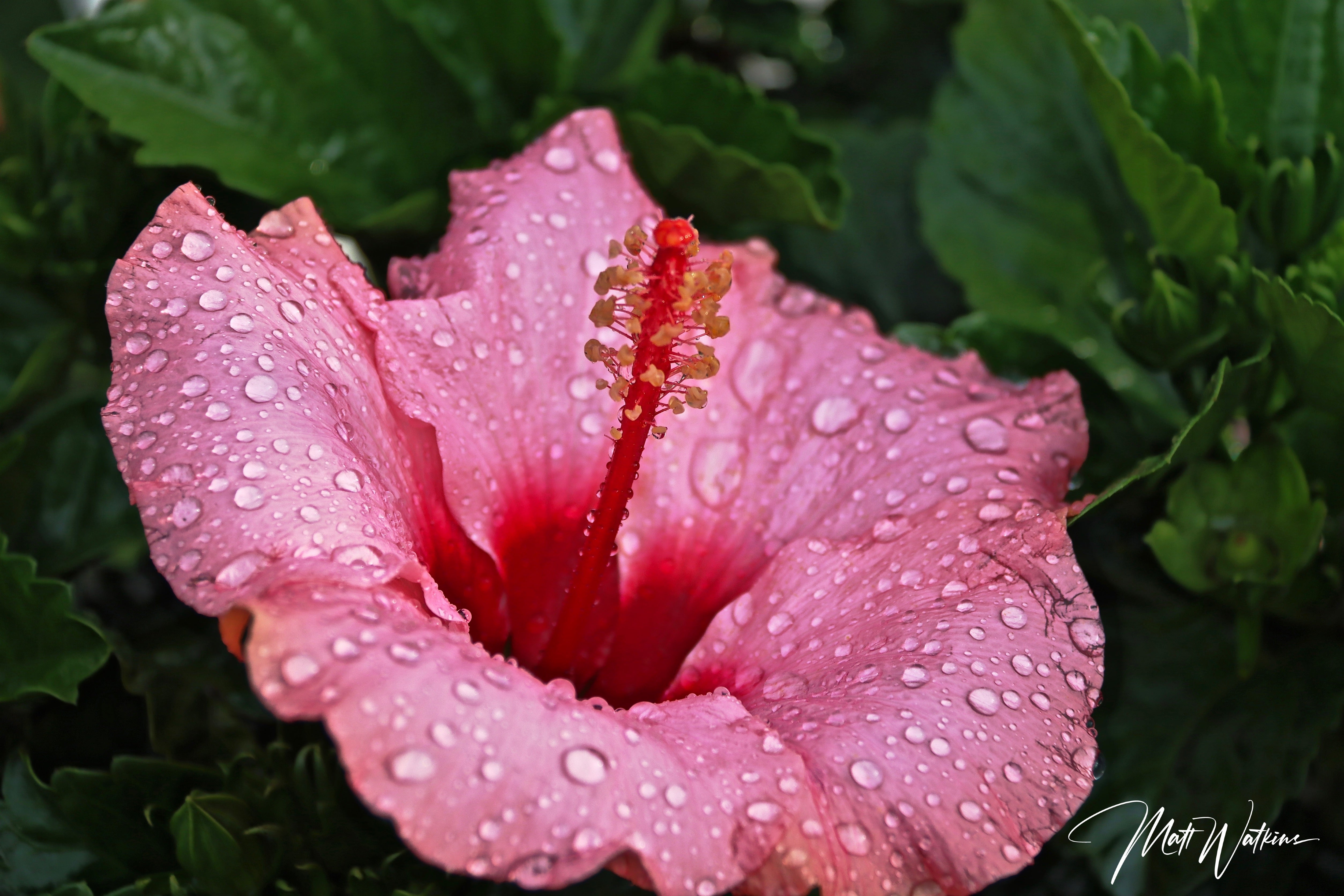 Beautiful petunia after a Summer rain storm