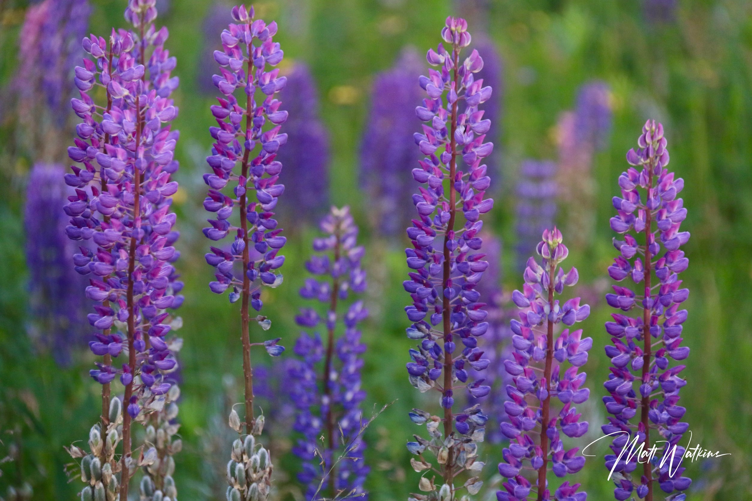 Lupine flowers