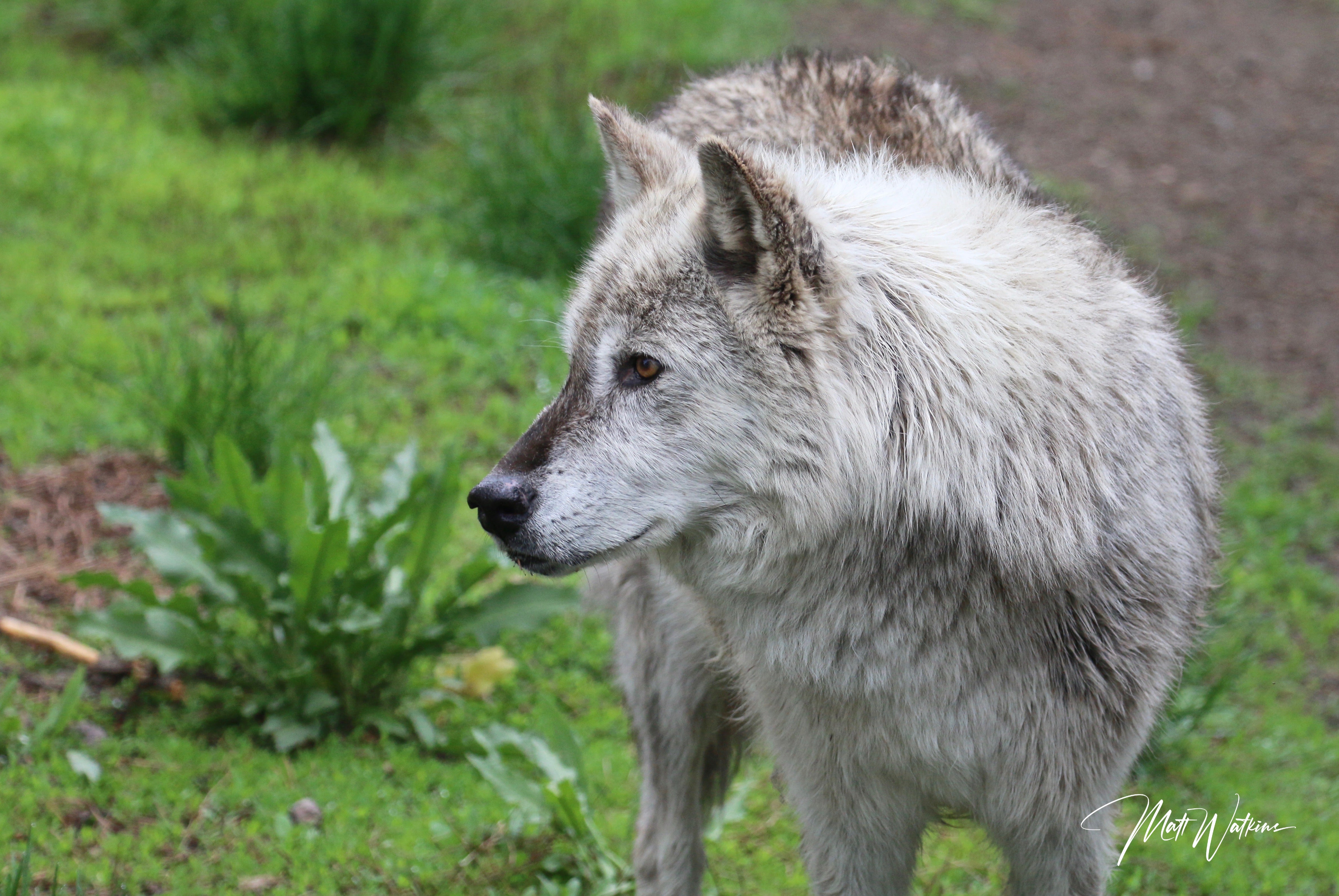 Yellowstone National Park wolf photo