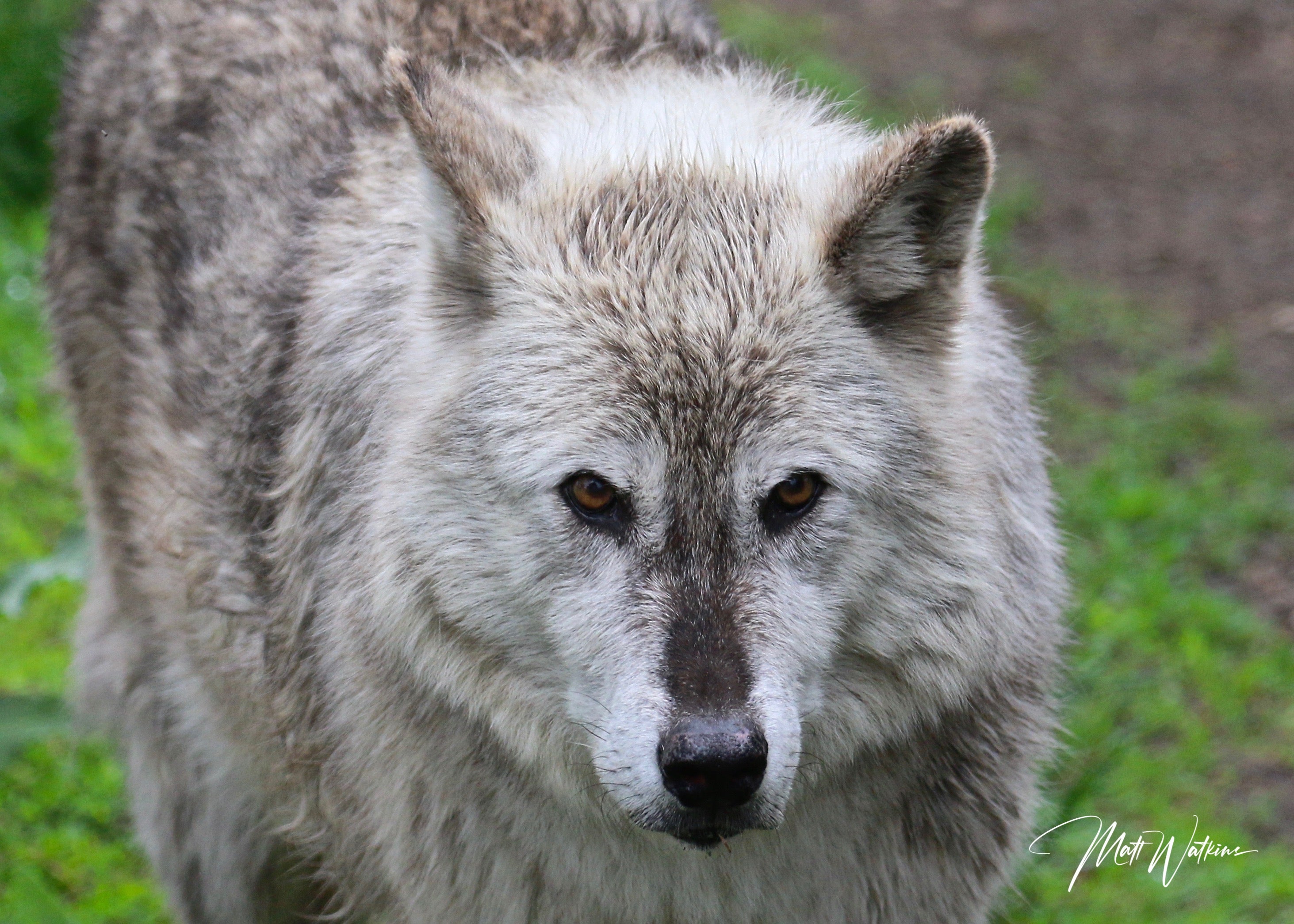 Yellowstone National Park wolf photo