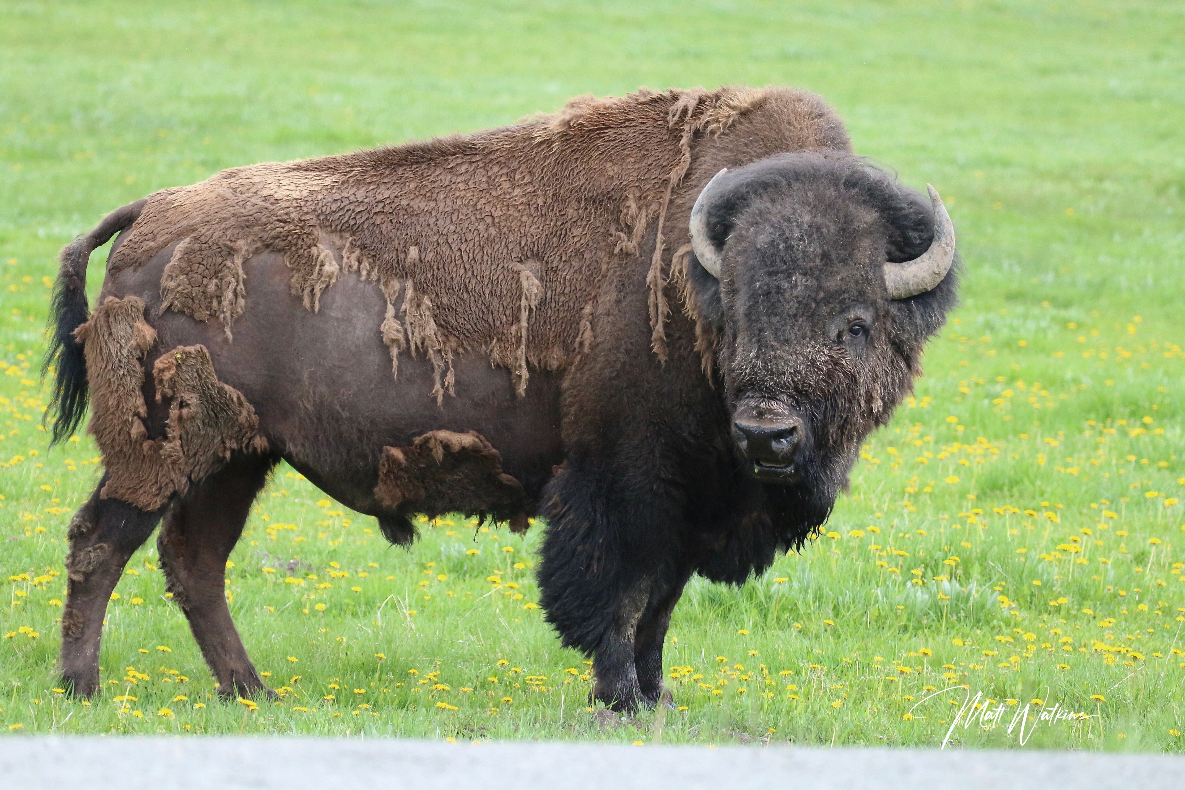 Yellowstone National Park photo of Buffalo