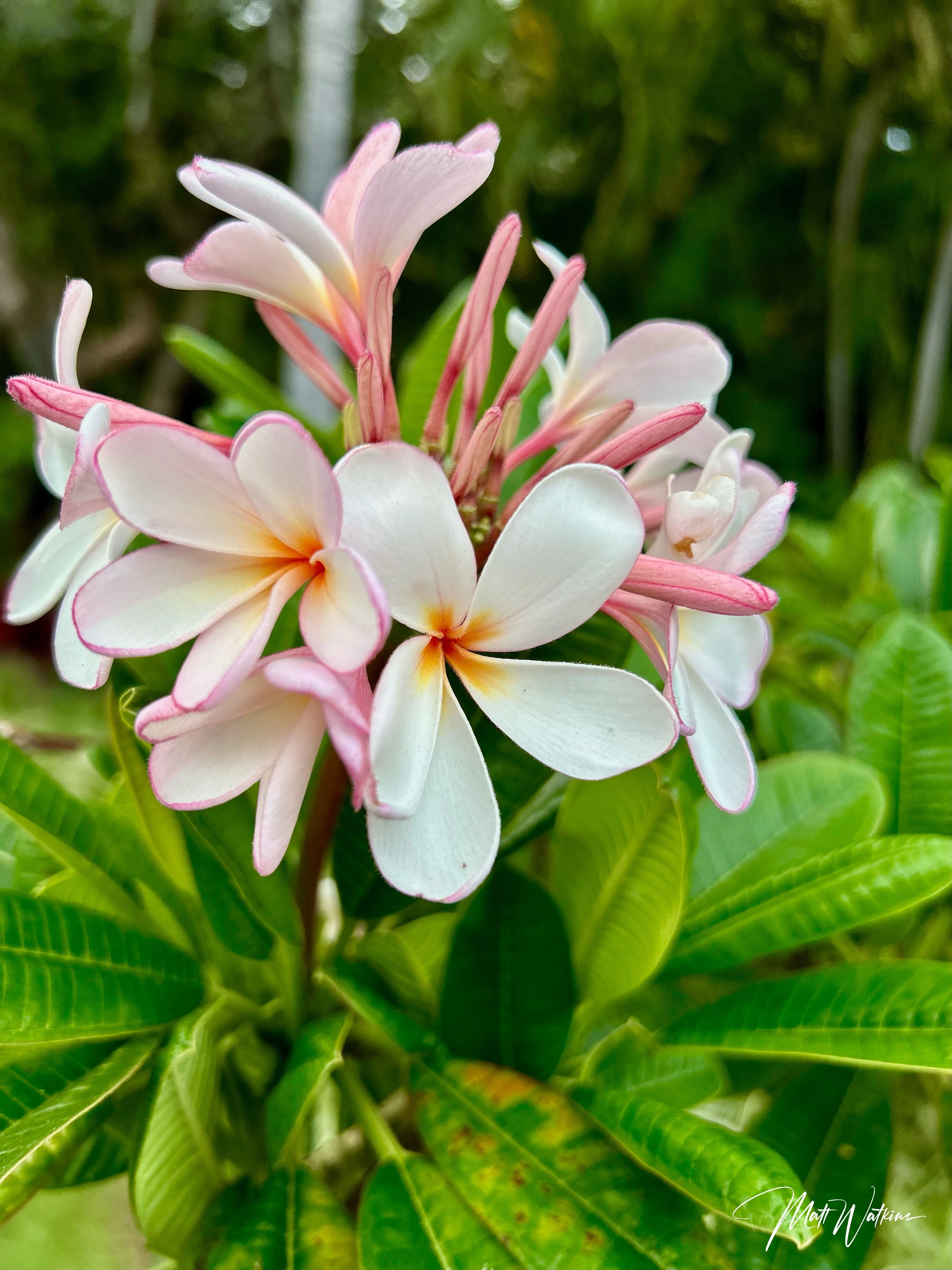 Beautiful plumeria flowers from Maui, Hawaii