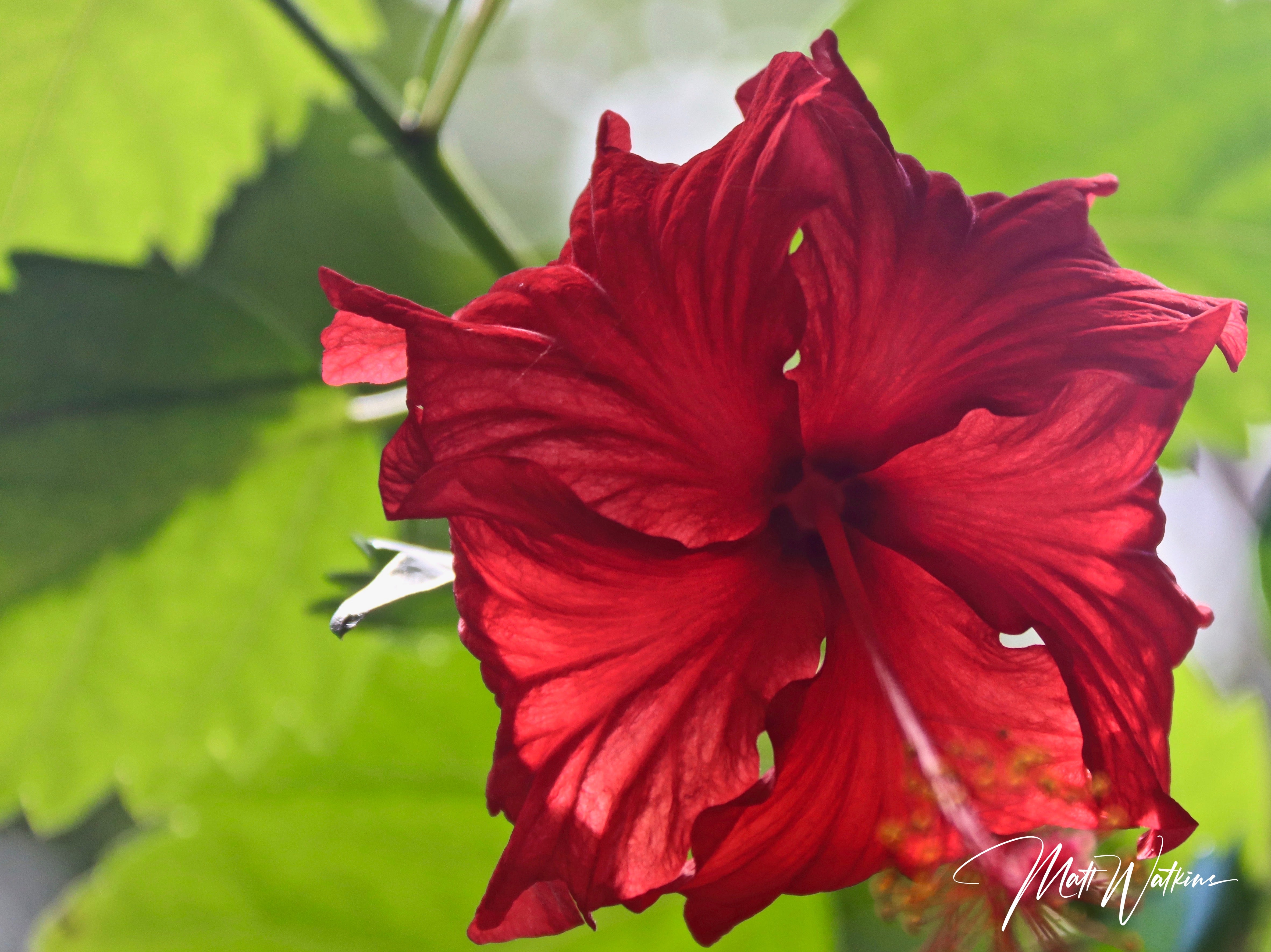 Beautiful hibiscus from Maui, Hawaii