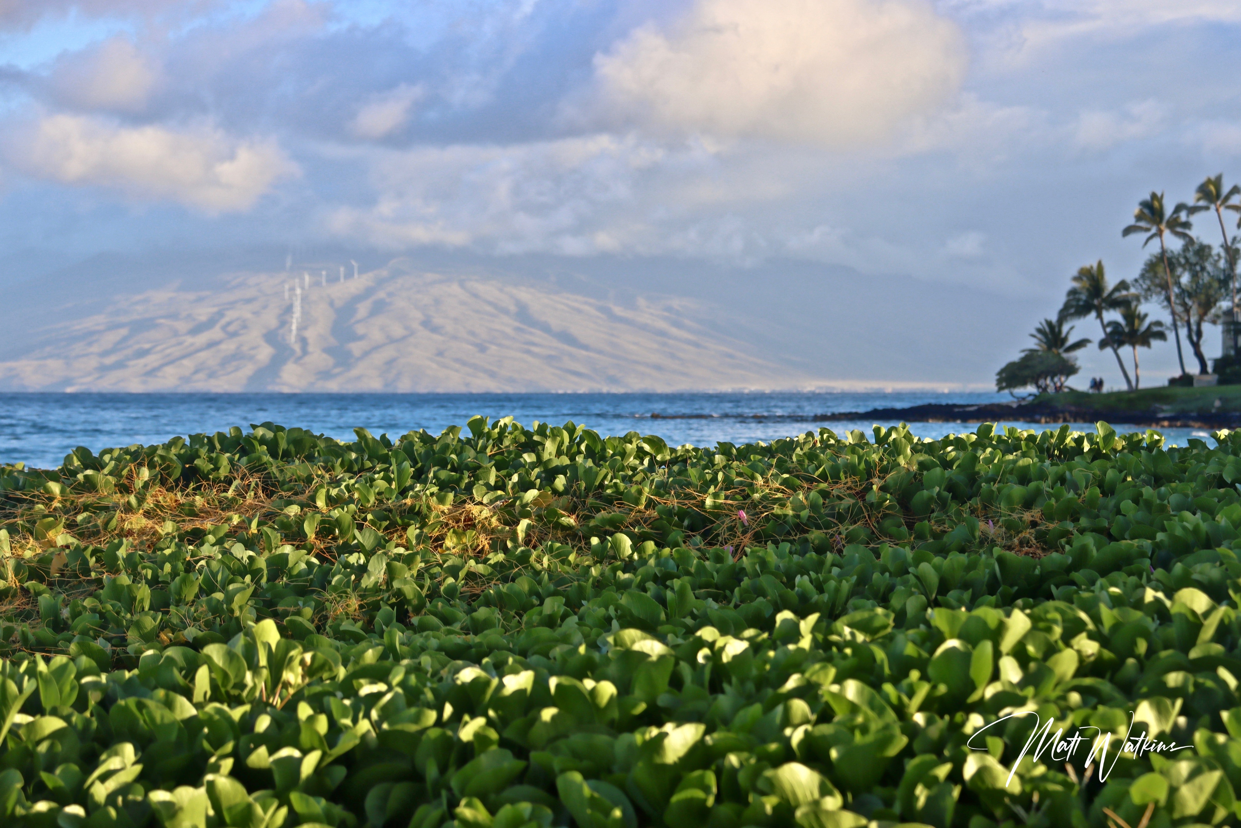 Maui, Hawaii beach print