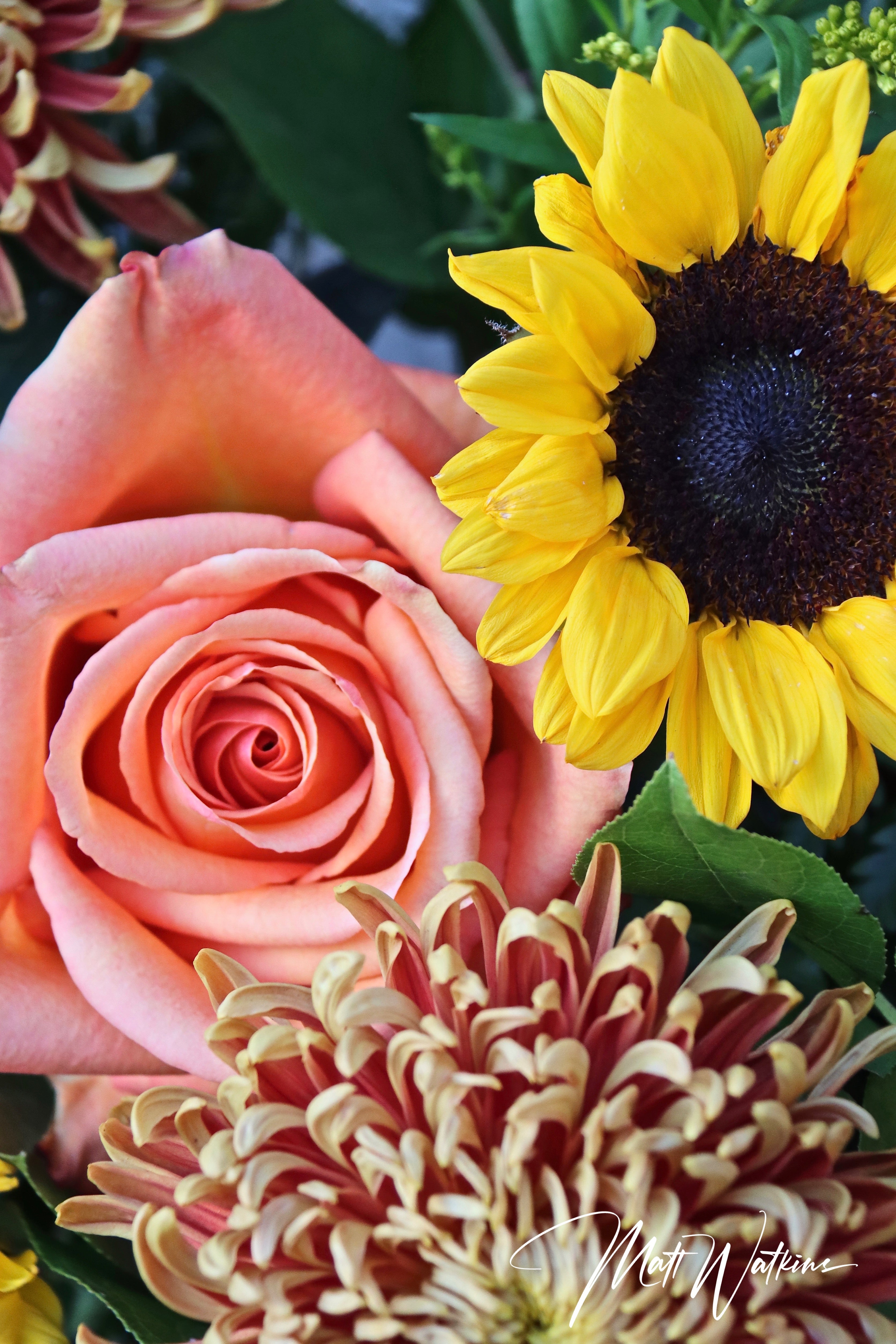 Gorgeous rose and sunflower