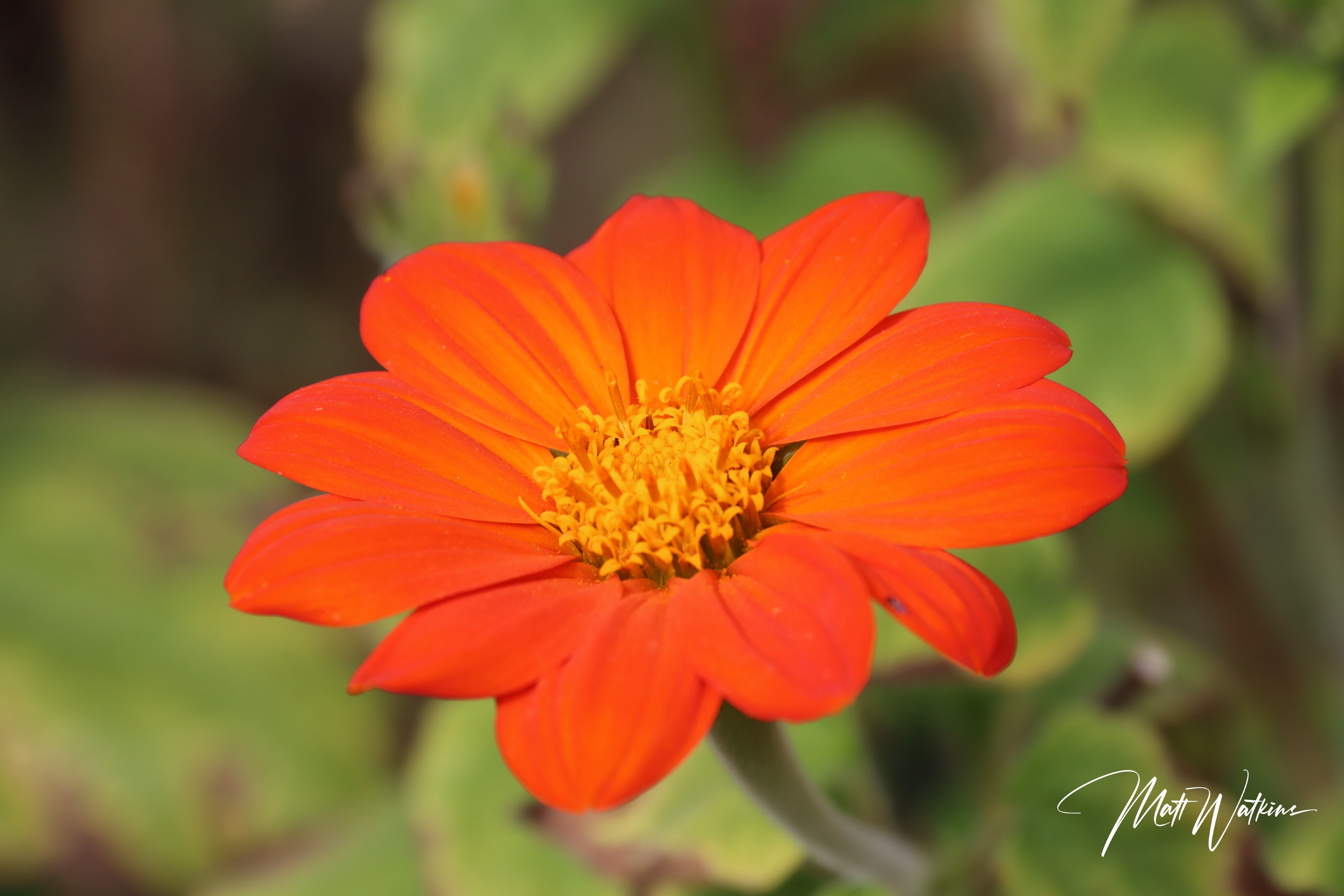 Orange daisy on high grade metal