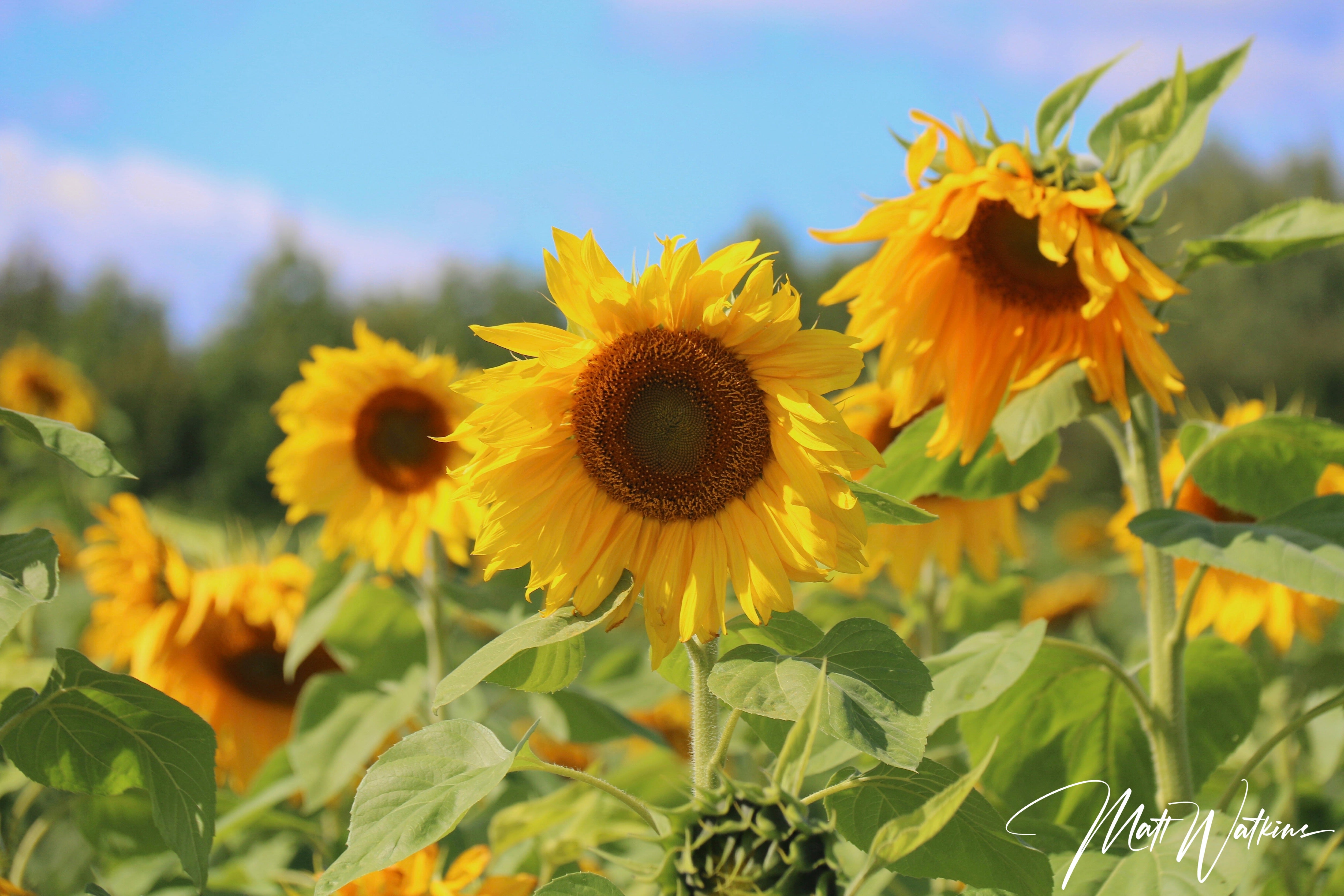 Field of sunflowers taken in Bradford, Maine