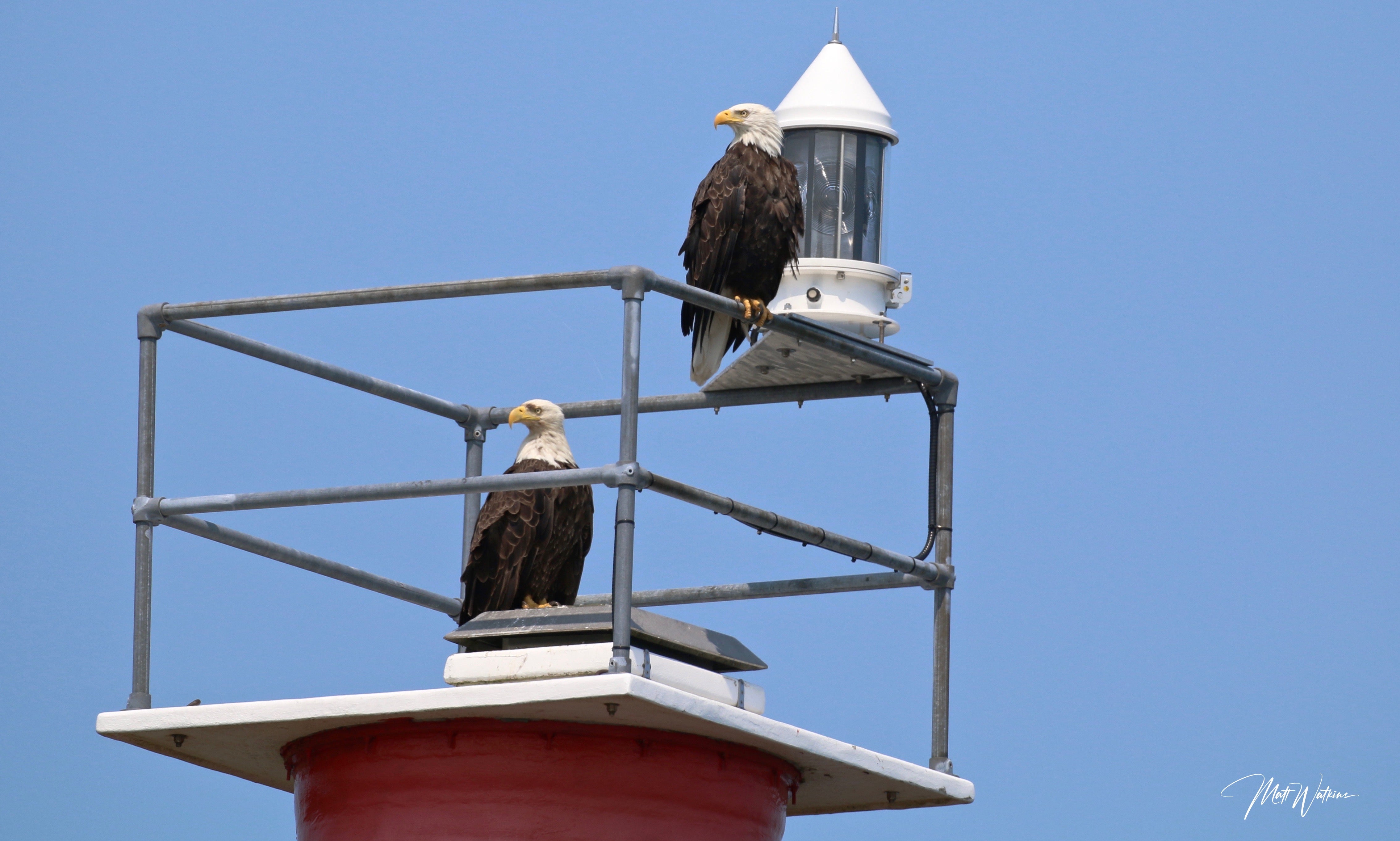 Bald Eagle, Eastport, Maine