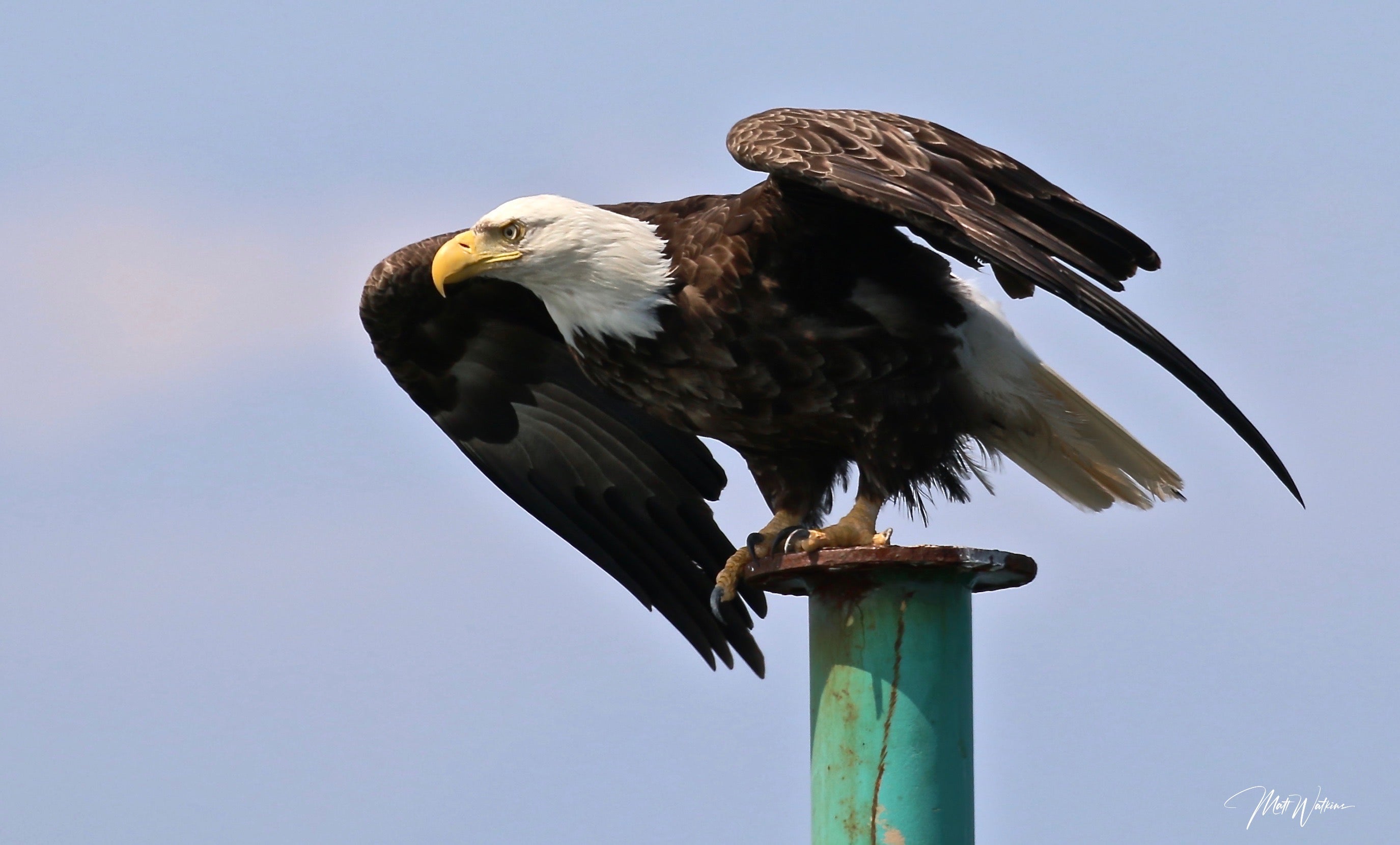 Bald Eagle, Eastport, Maine