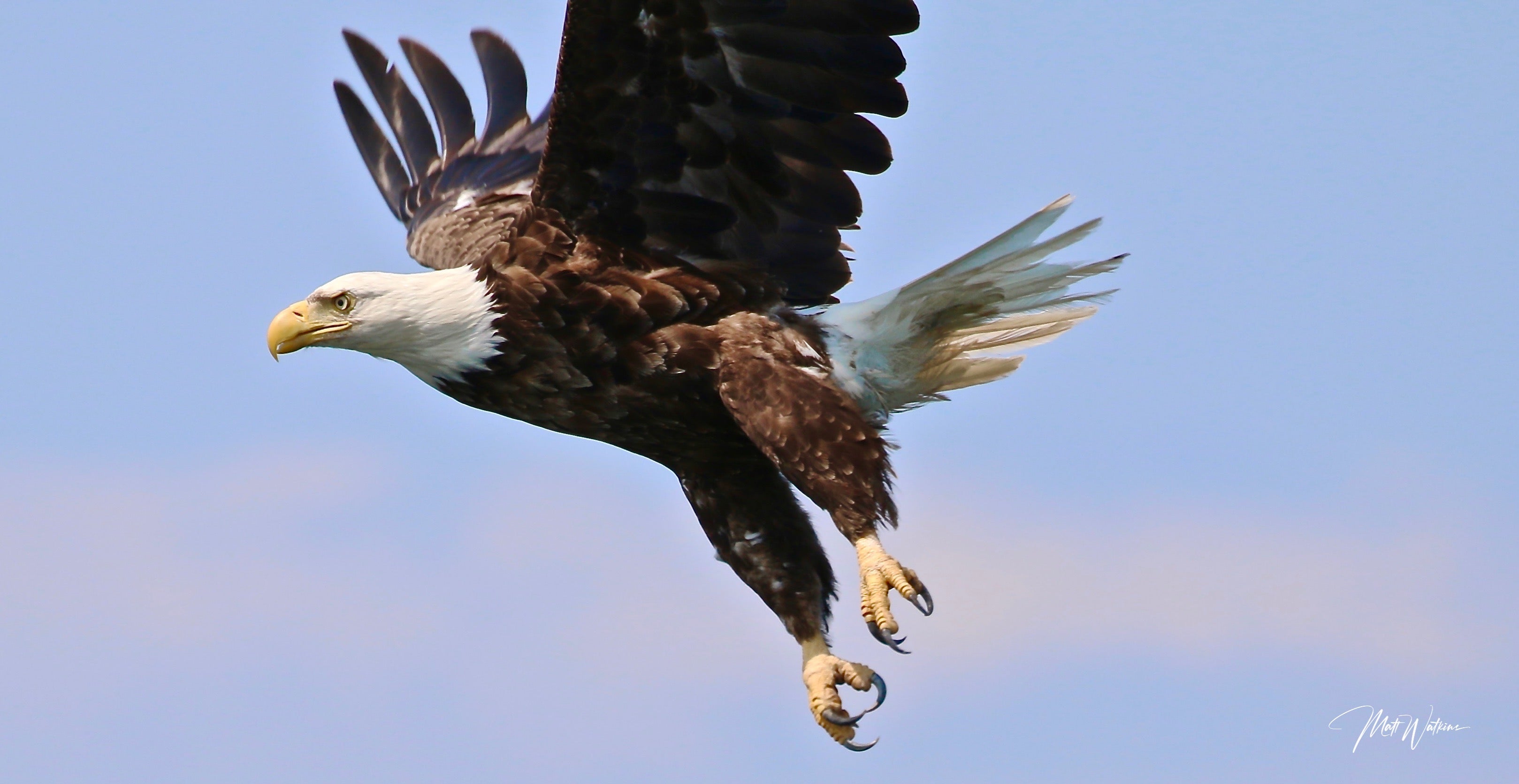 Bald Eagle, Eastport, Maine