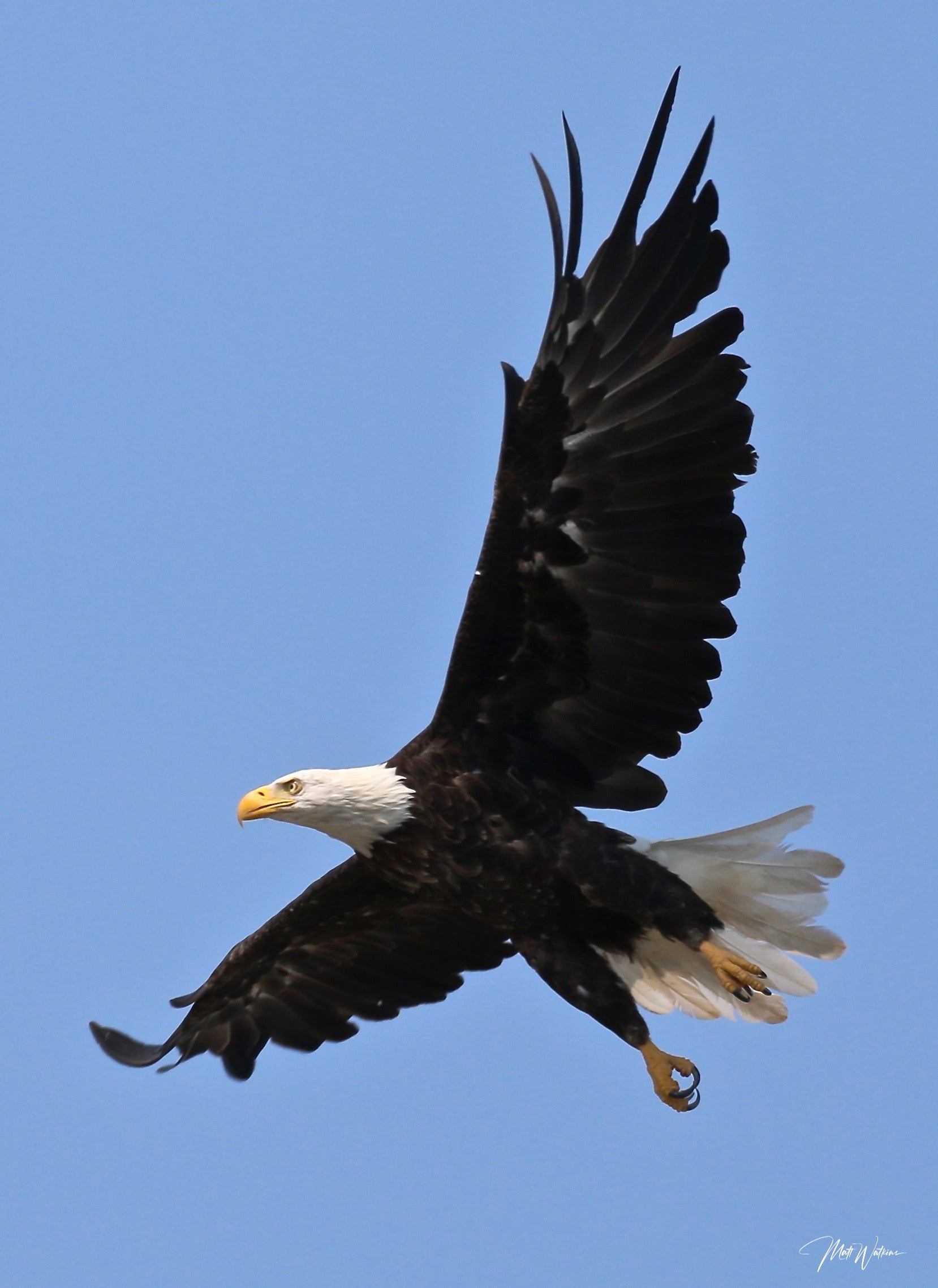 Bald Eagle, Eastport, Maine